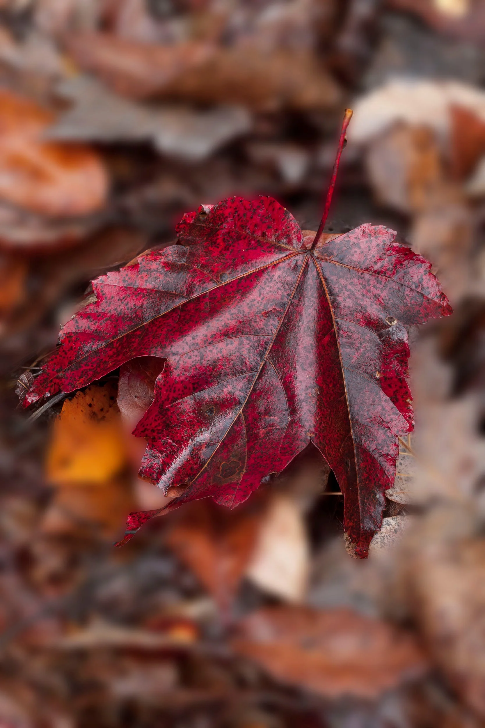 Red Maple leaf in the fall
