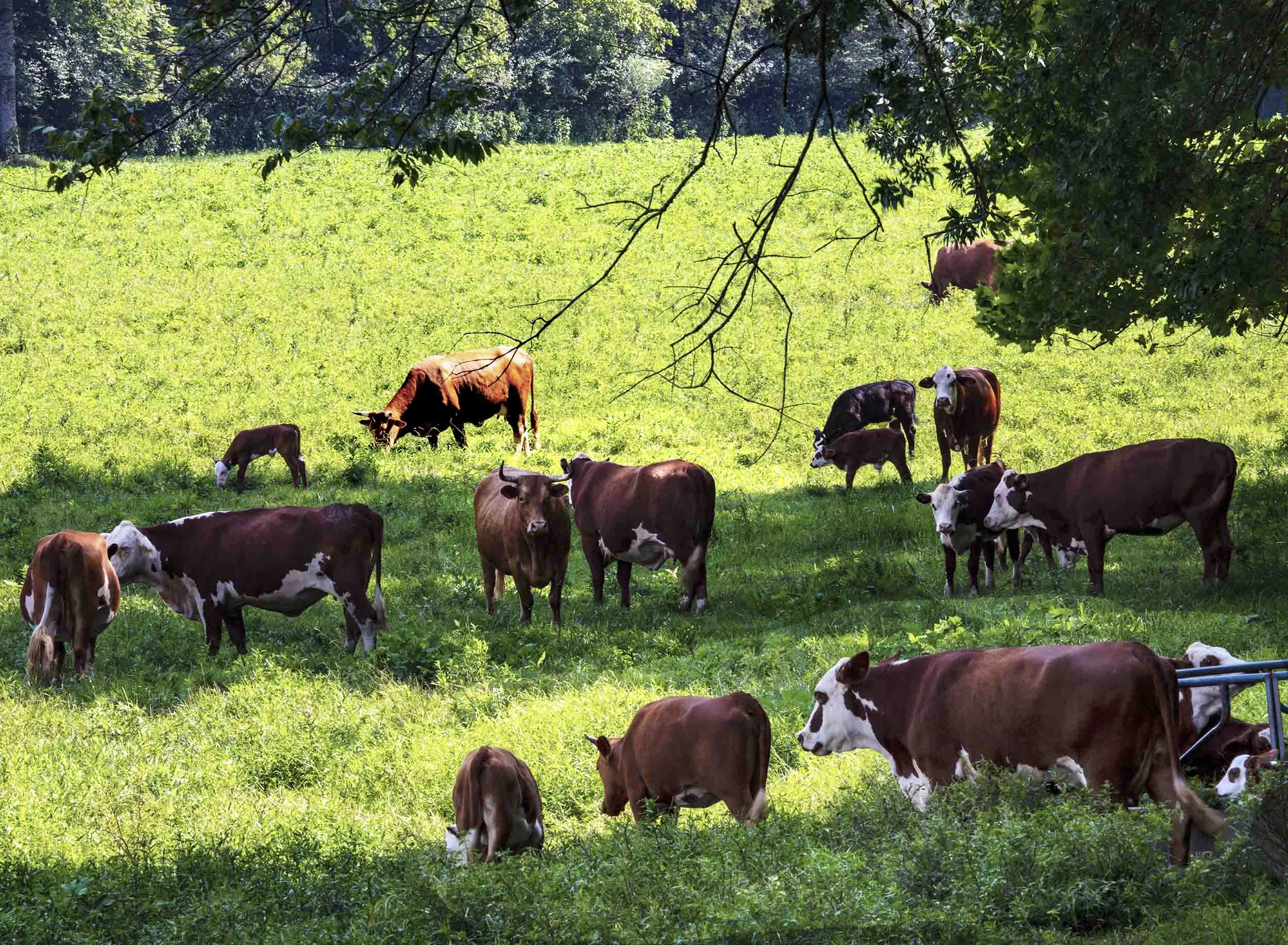 Bunch Of Bulls Tate Ga.
