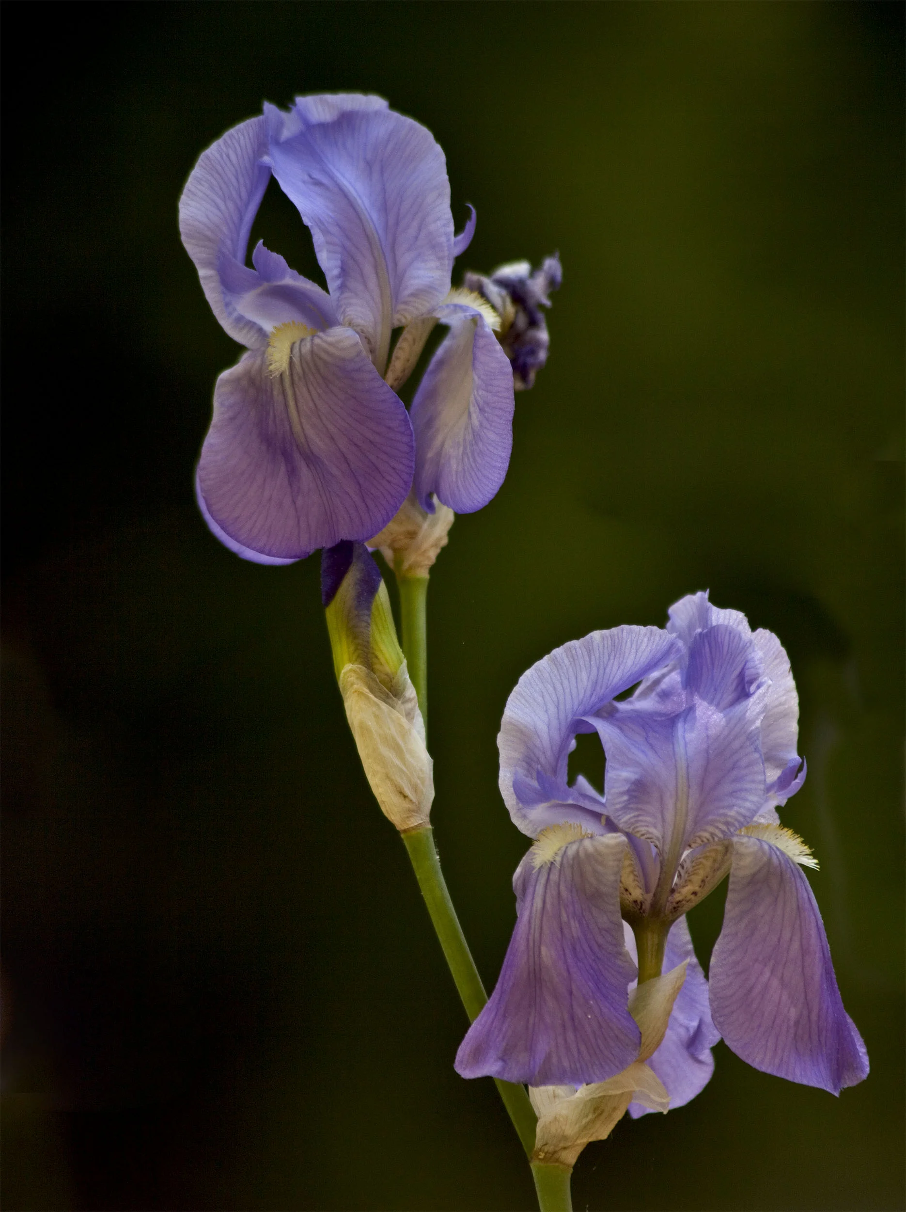 Iris Splendor