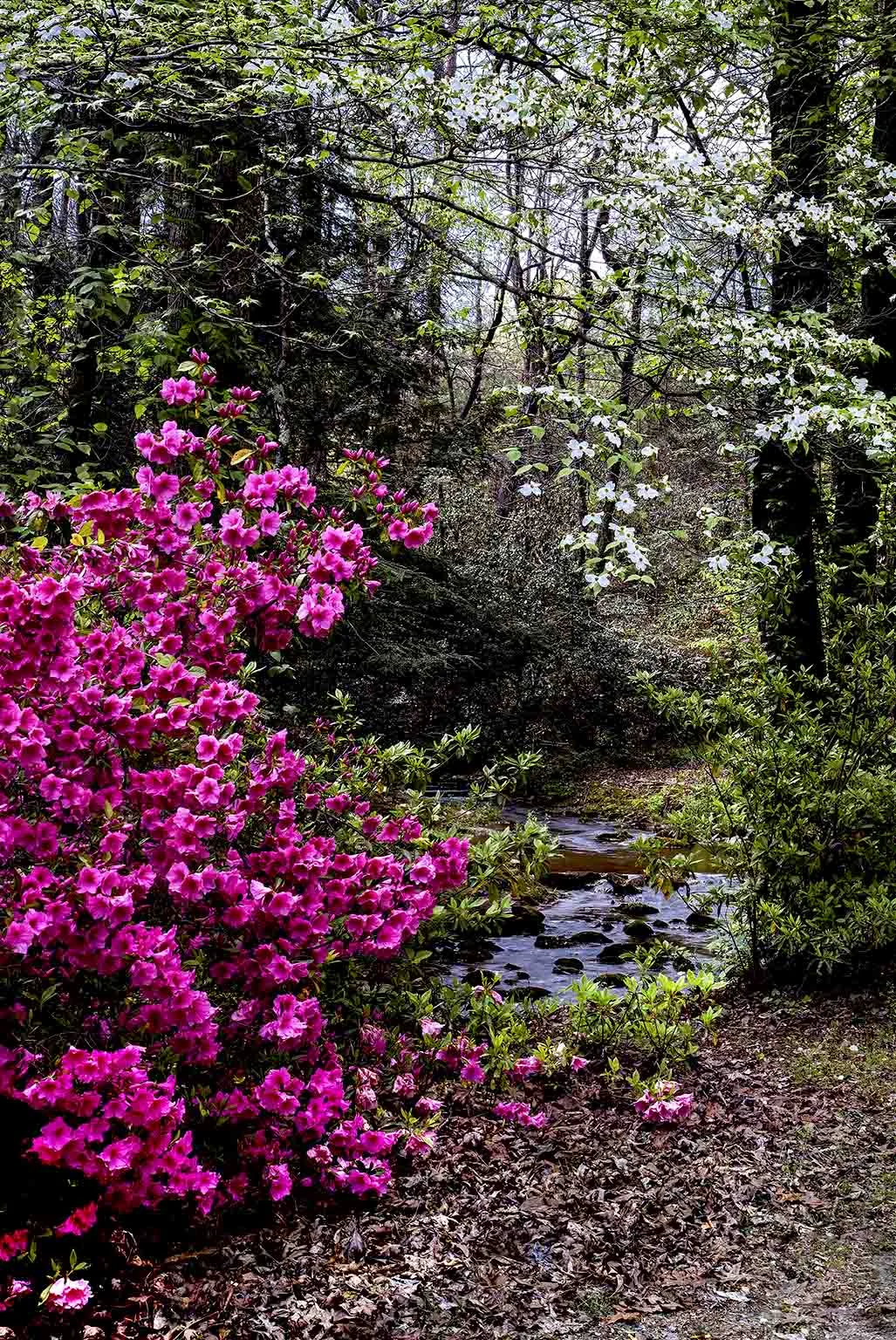 Springtime 2018 Big Canoe