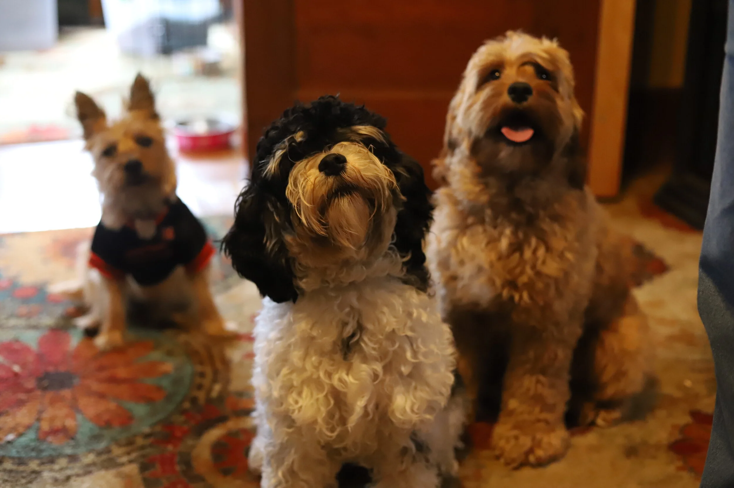 About Us — Silver City Cockapoos