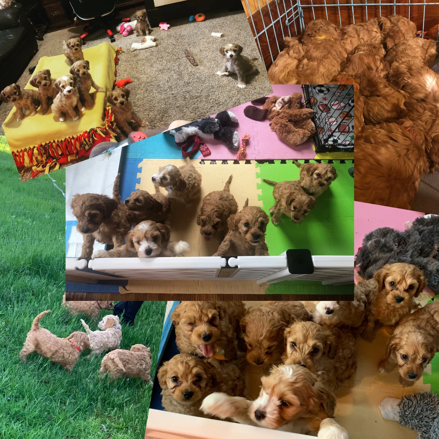 About Us — Silver City Cockapoos