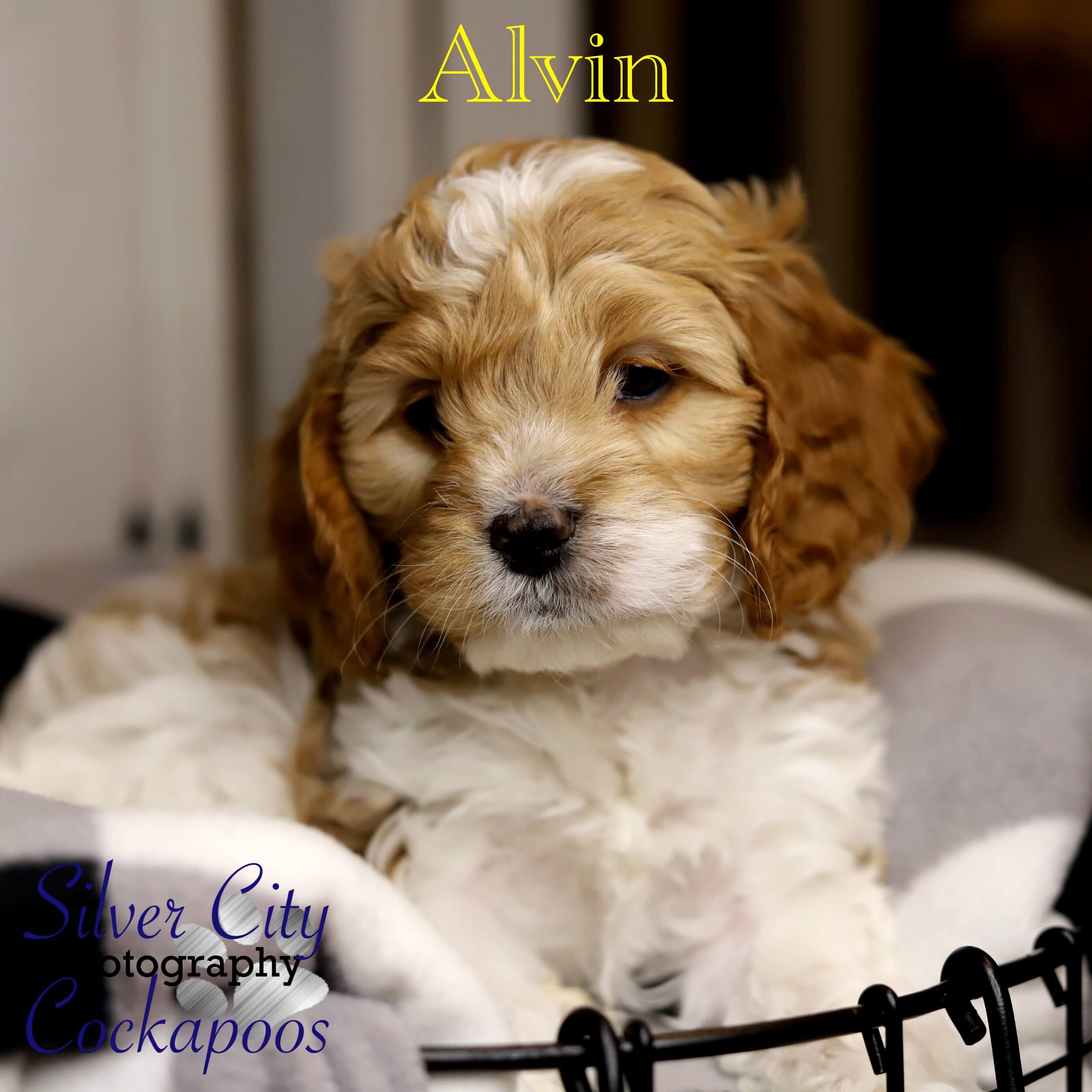 Alvin.jpg