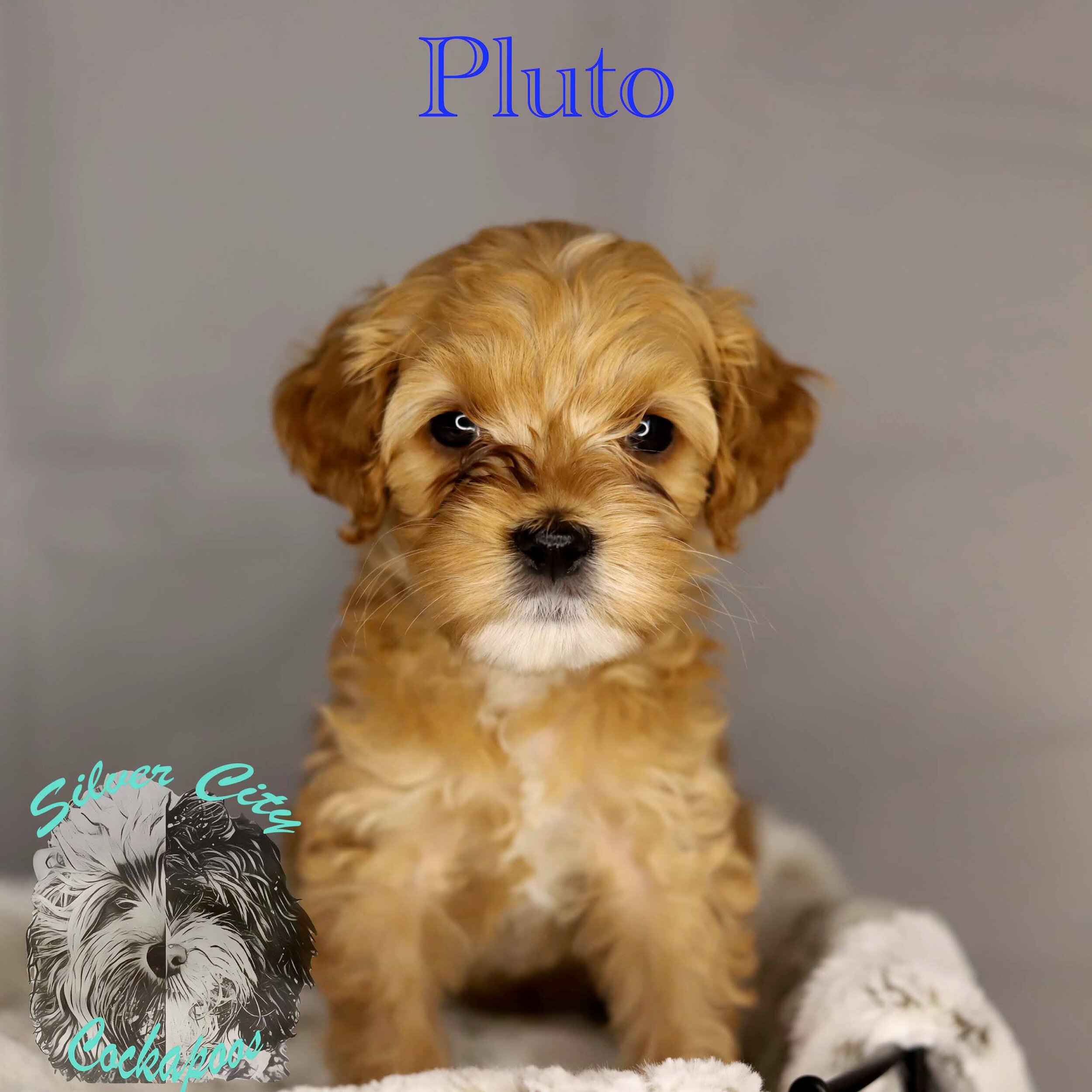 Pluto.jpg
