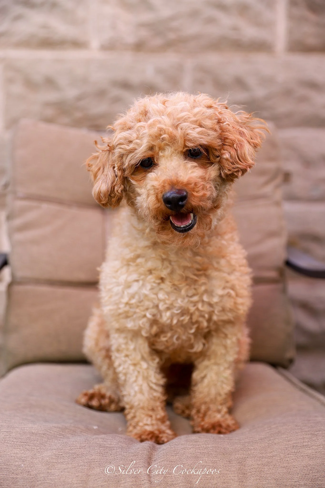 Upcoming Litters — Silver City Cockapoos