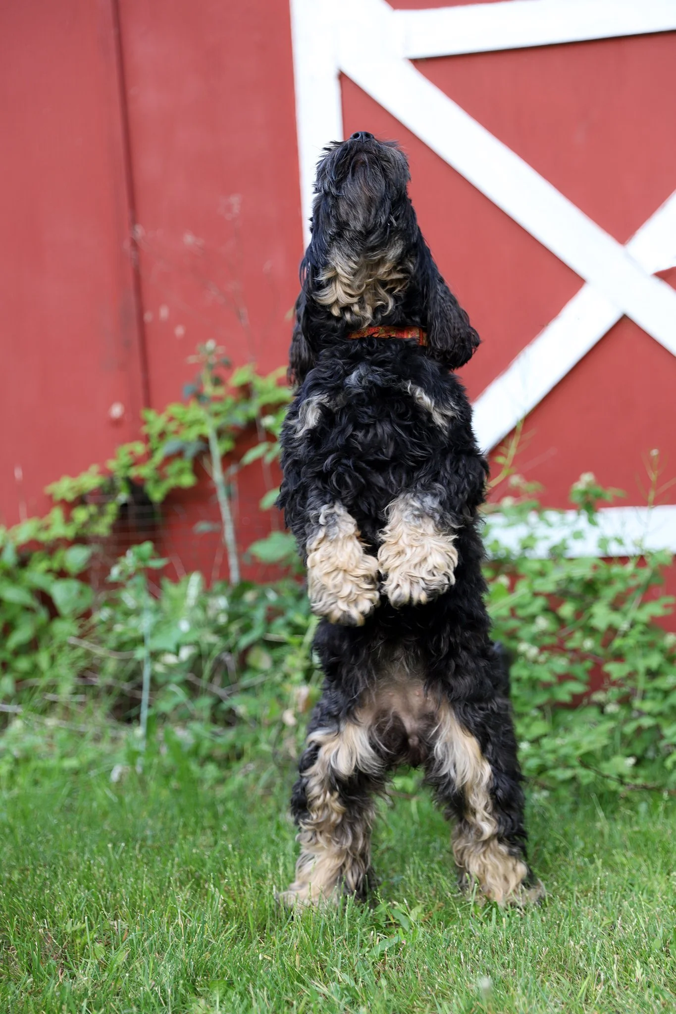 Mamas — Silver City Cockapoos
