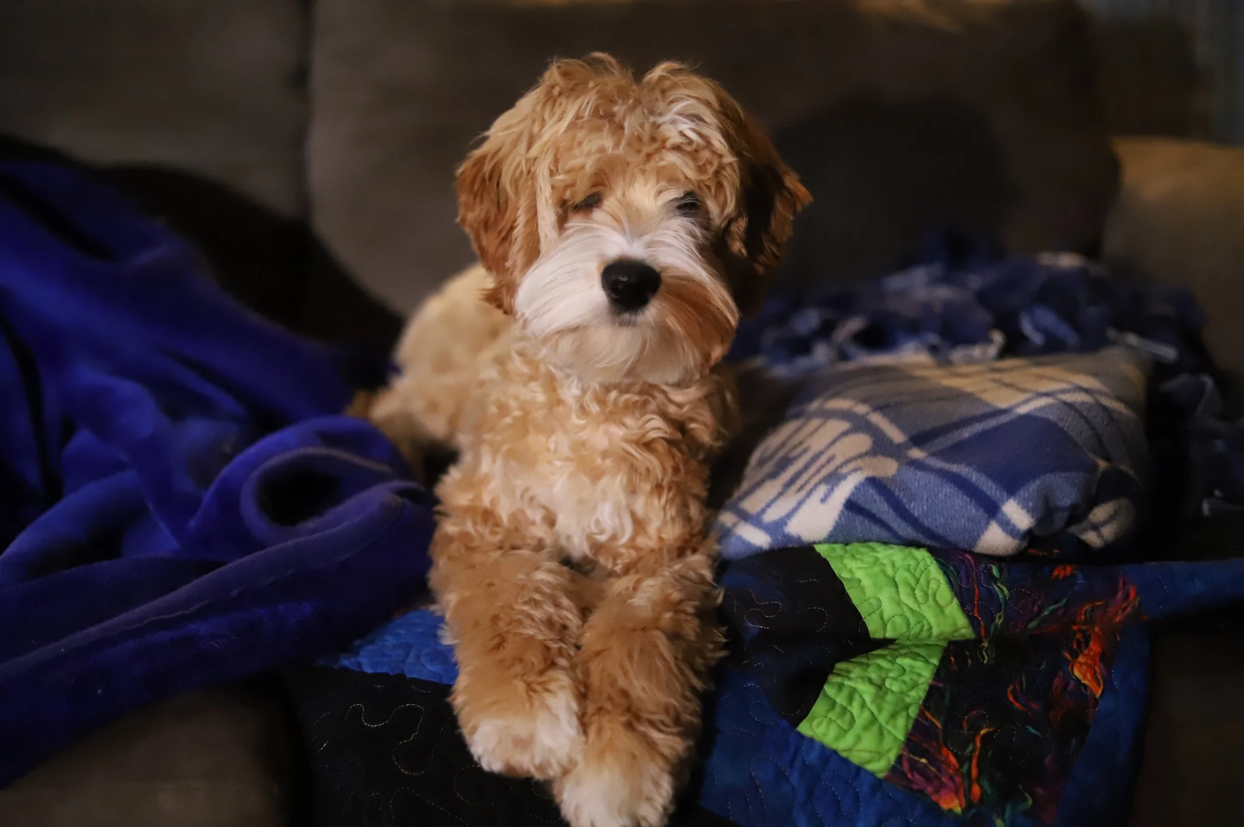 Retired — Silver City Cockapoos