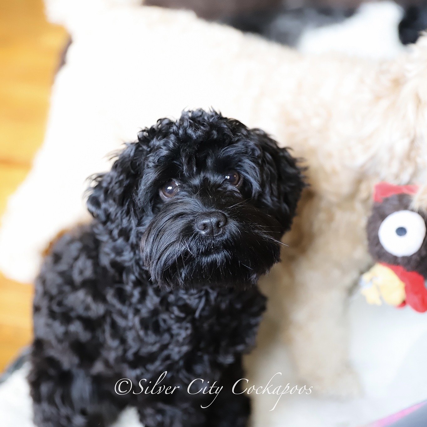 Mamas — Silver City Cockapoos