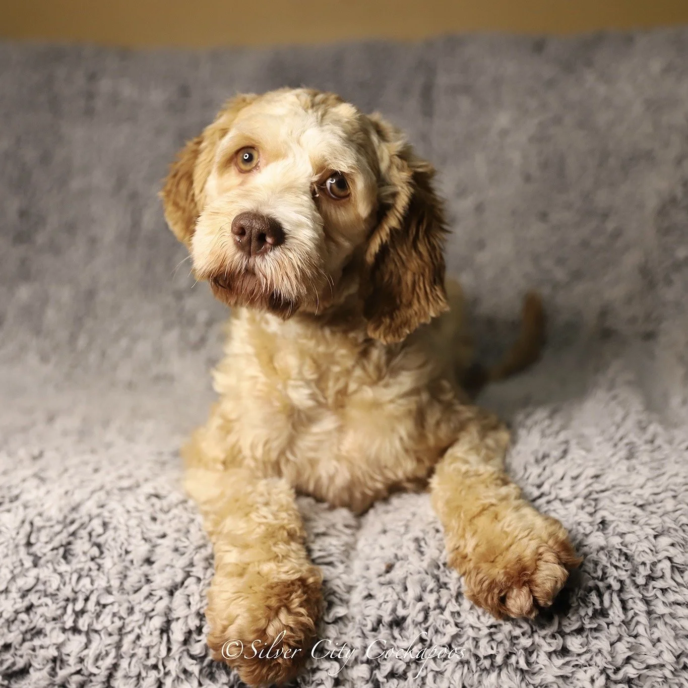 Mamas — Silver City Cockapoos