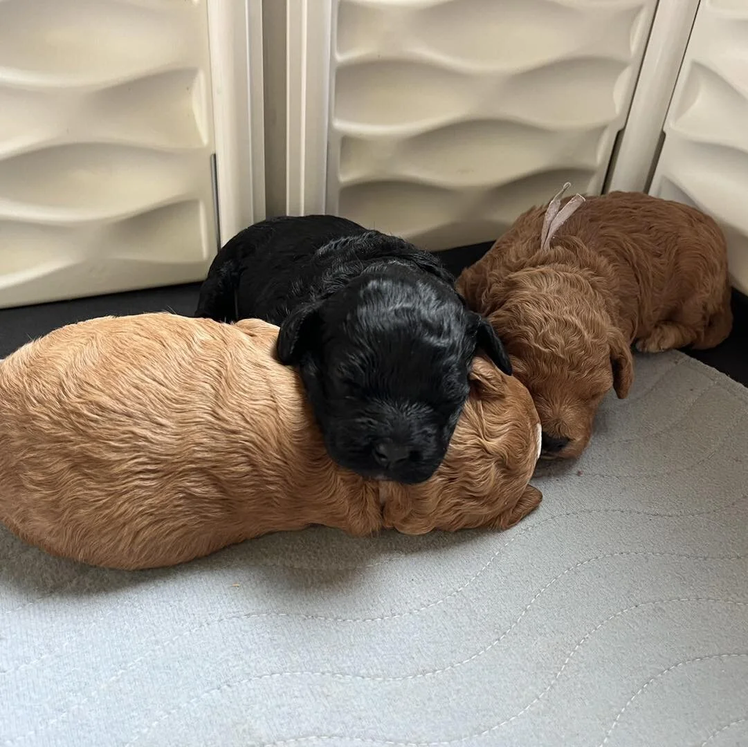 Silver City Cockapoos