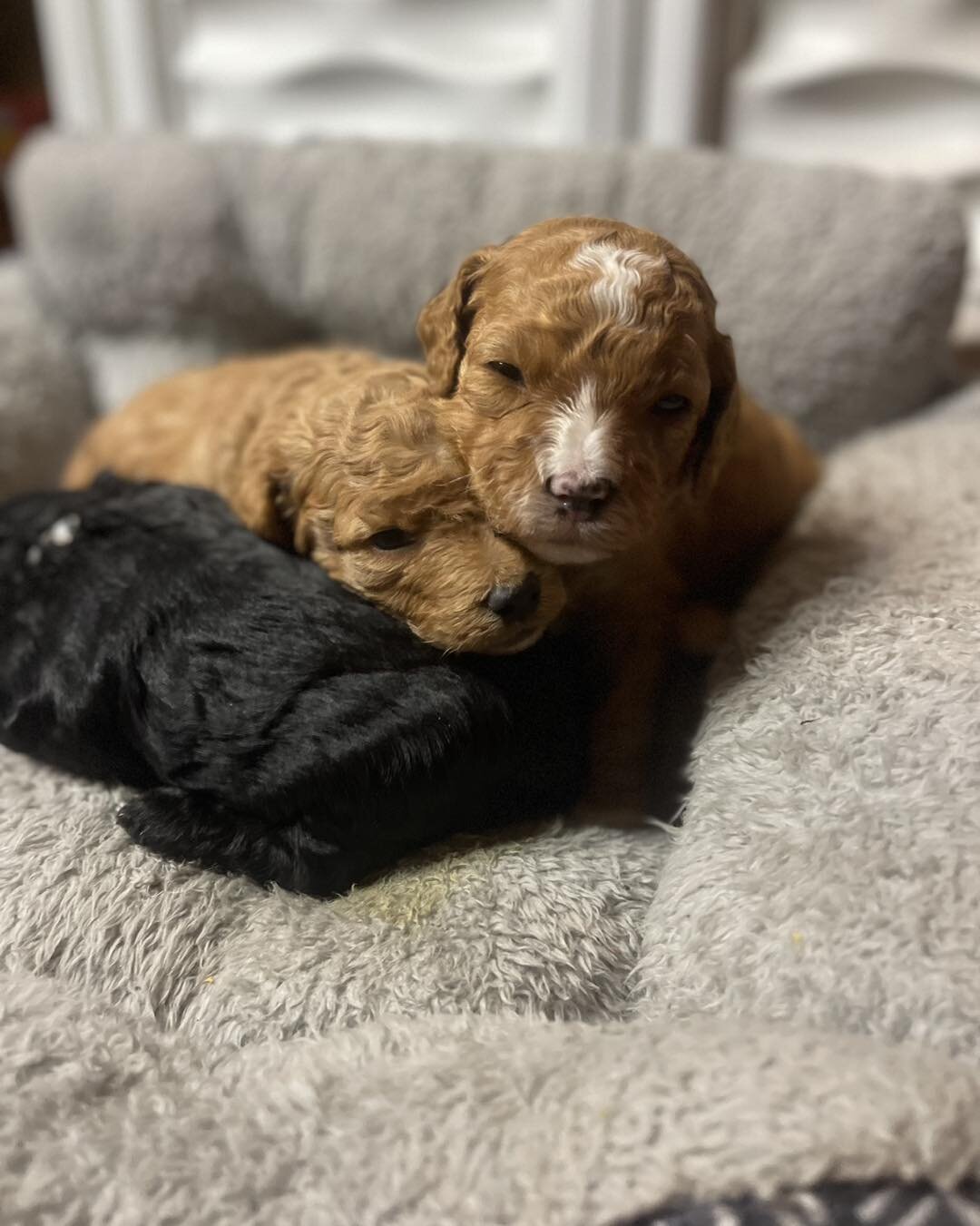 Silver City Cockapoos