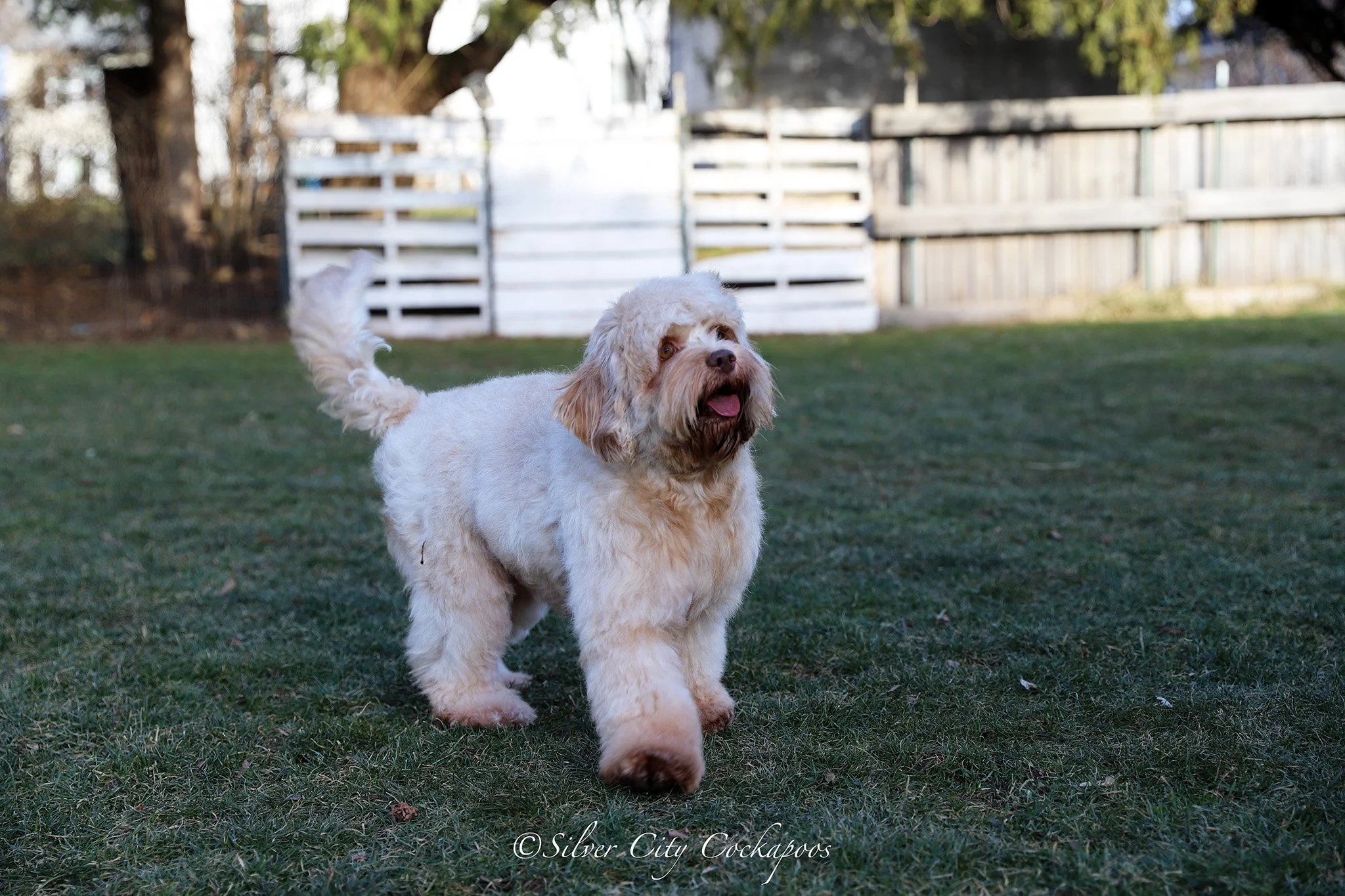 Mamas — Silver City Cockapoos