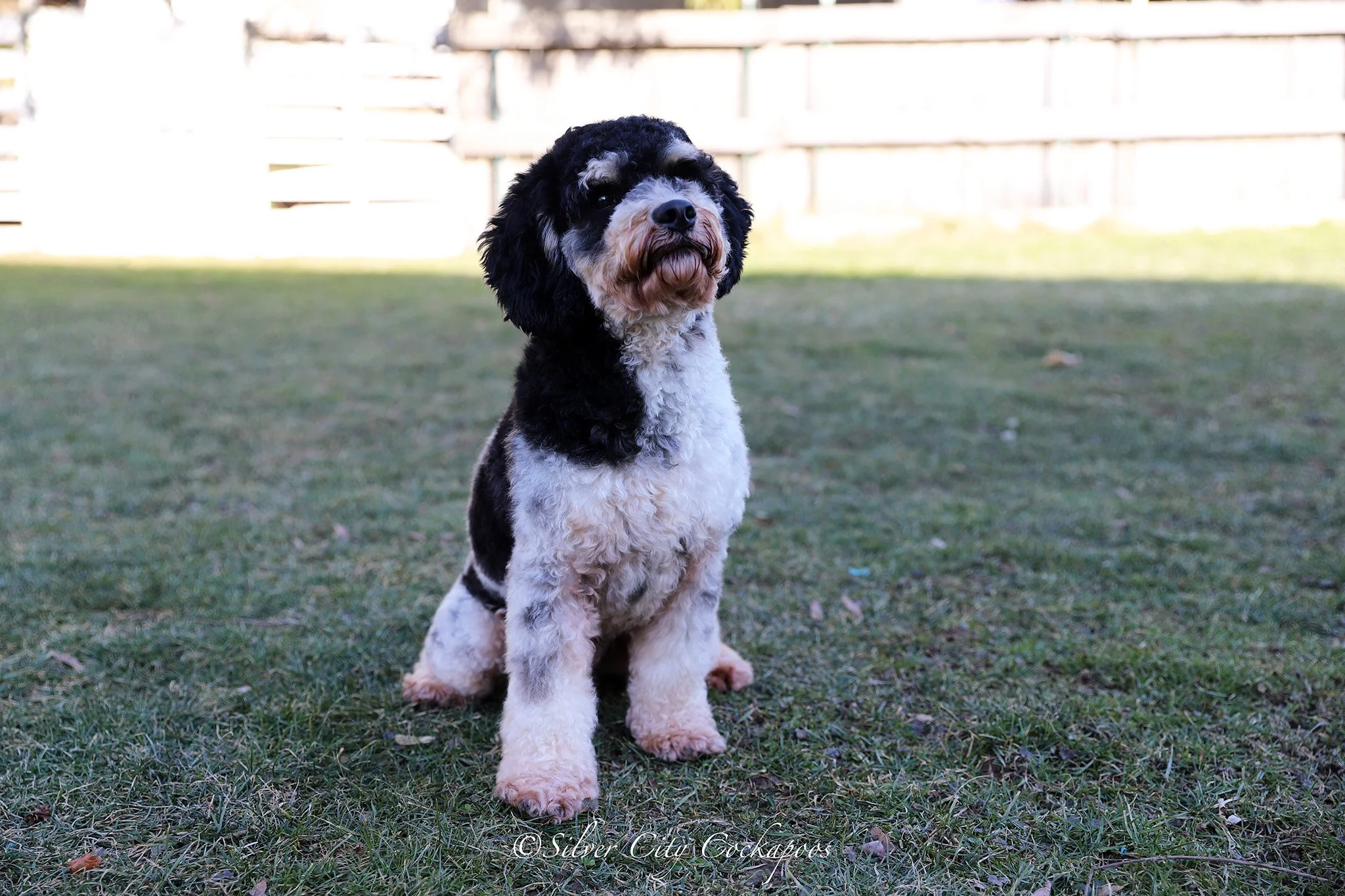Papas — Silver City Cockapoos