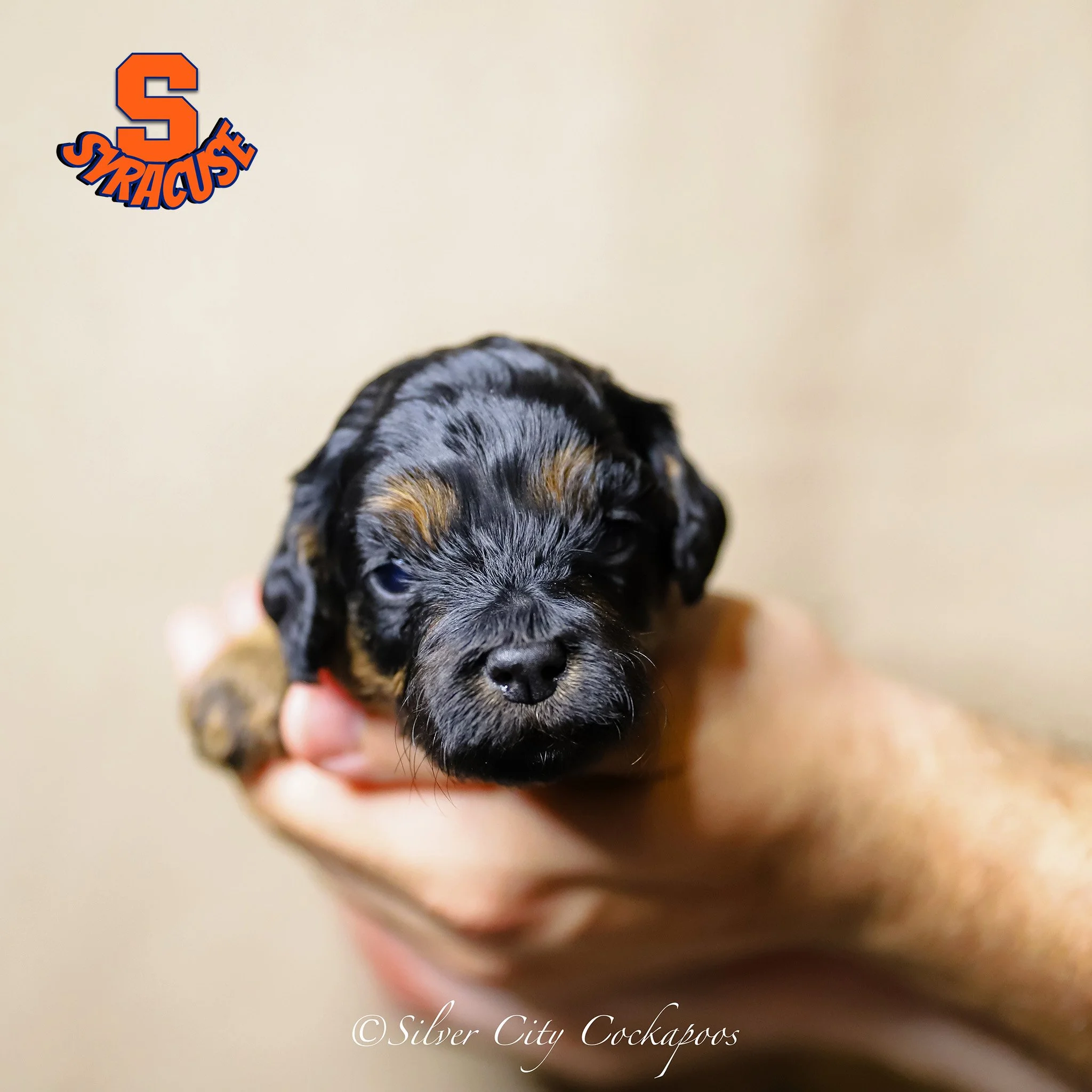 Current Litters — Silver City Cockapoos