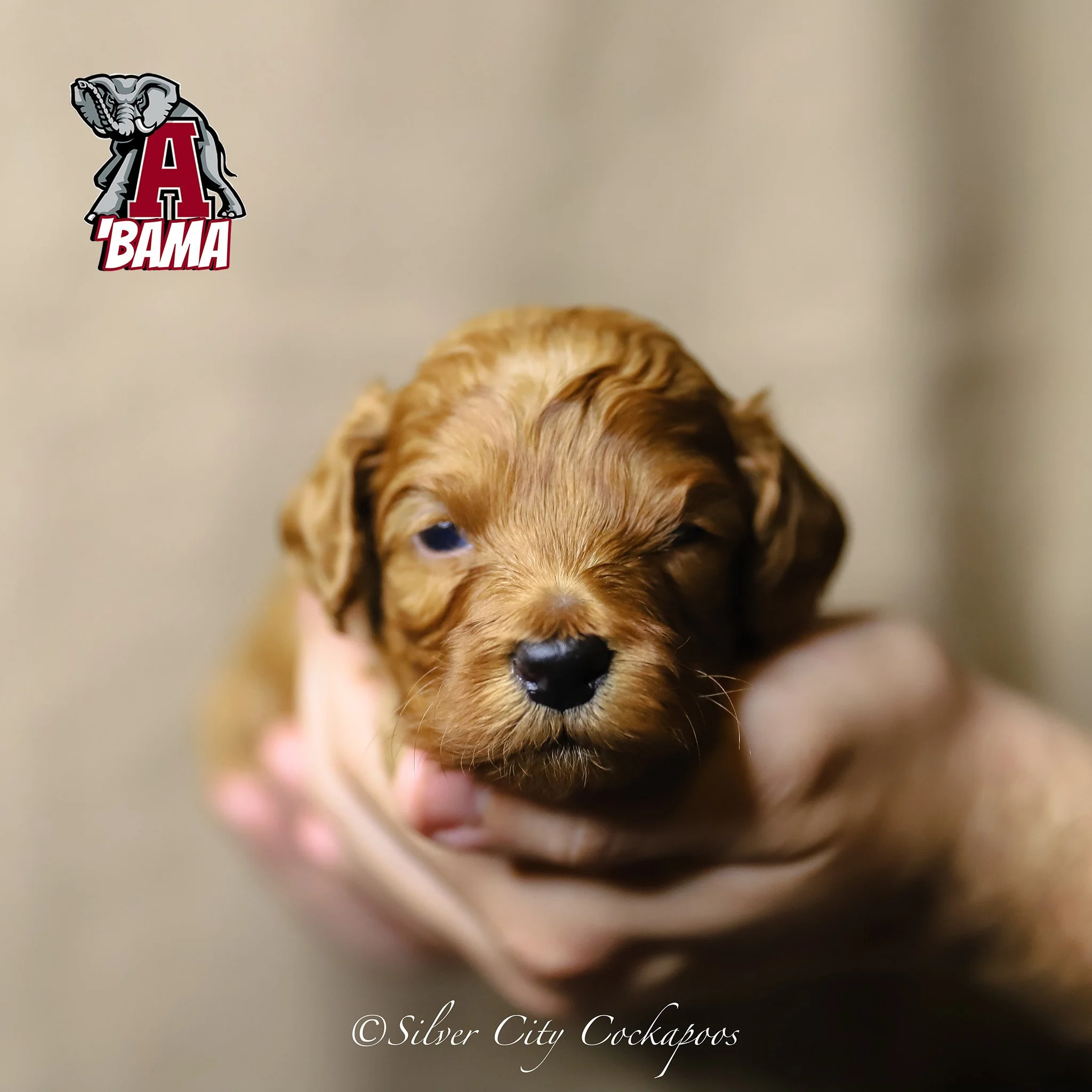 Current Litters — Silver City Cockapoos