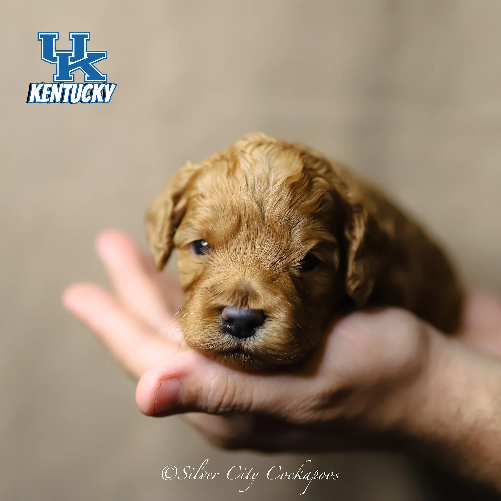 Current Litters — Silver City Cockapoos