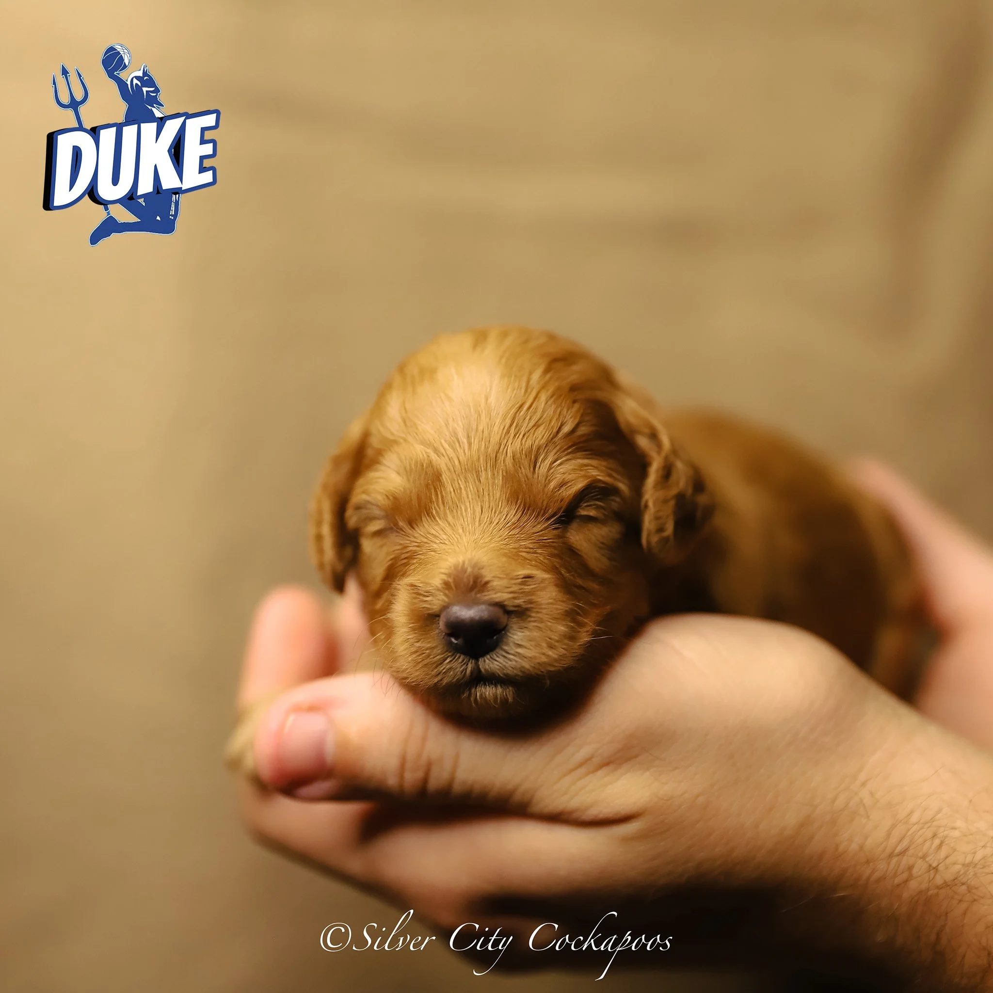 Current Litters — Silver City Cockapoos