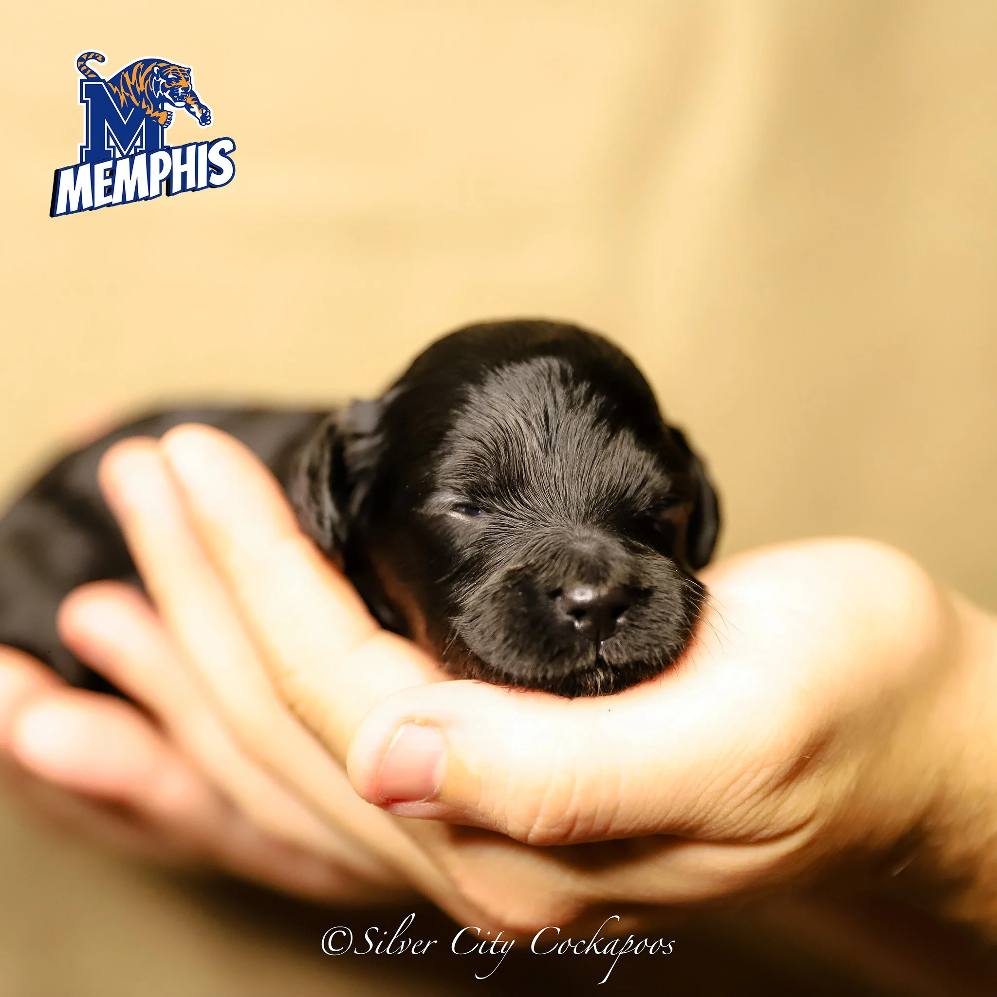 Current Litters — Silver City Cockapoos