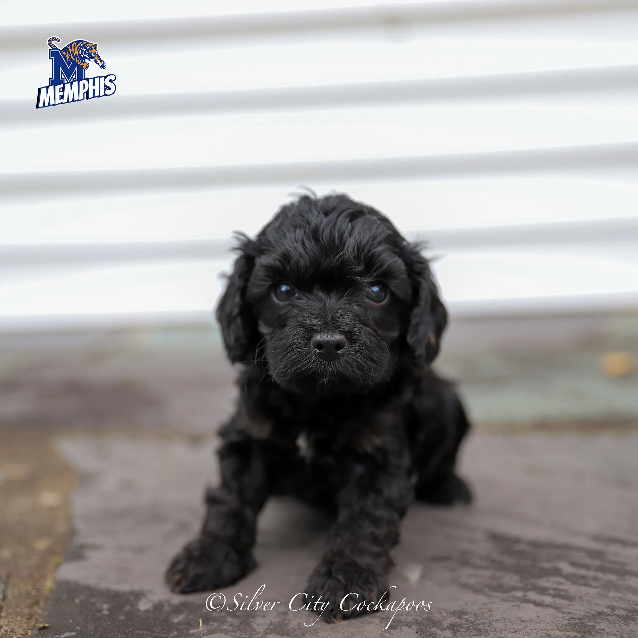 Current Litters — Silver City Cockapoos