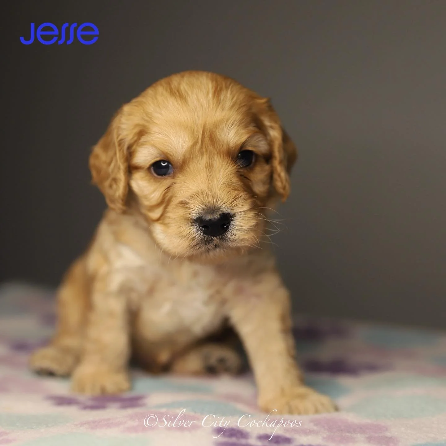 The Pitch Perfect Pups are 3 weeks old!
They have started to toddle around and everyone has their eyes open! They are almost ready to move downstairs and start their socialization to our daily routine, sights and sounds. We’re so excited to co