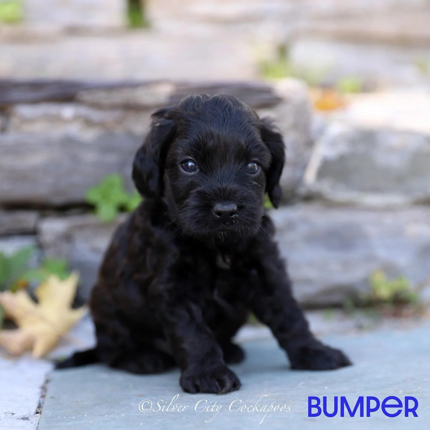 4 weeks old! They look more and more like dogs every week. They’ve started to eat food and had their first visitors. Another week of milestones is coming up as they continue to grow and develop their unique personalities. 
#newyork #puppielove