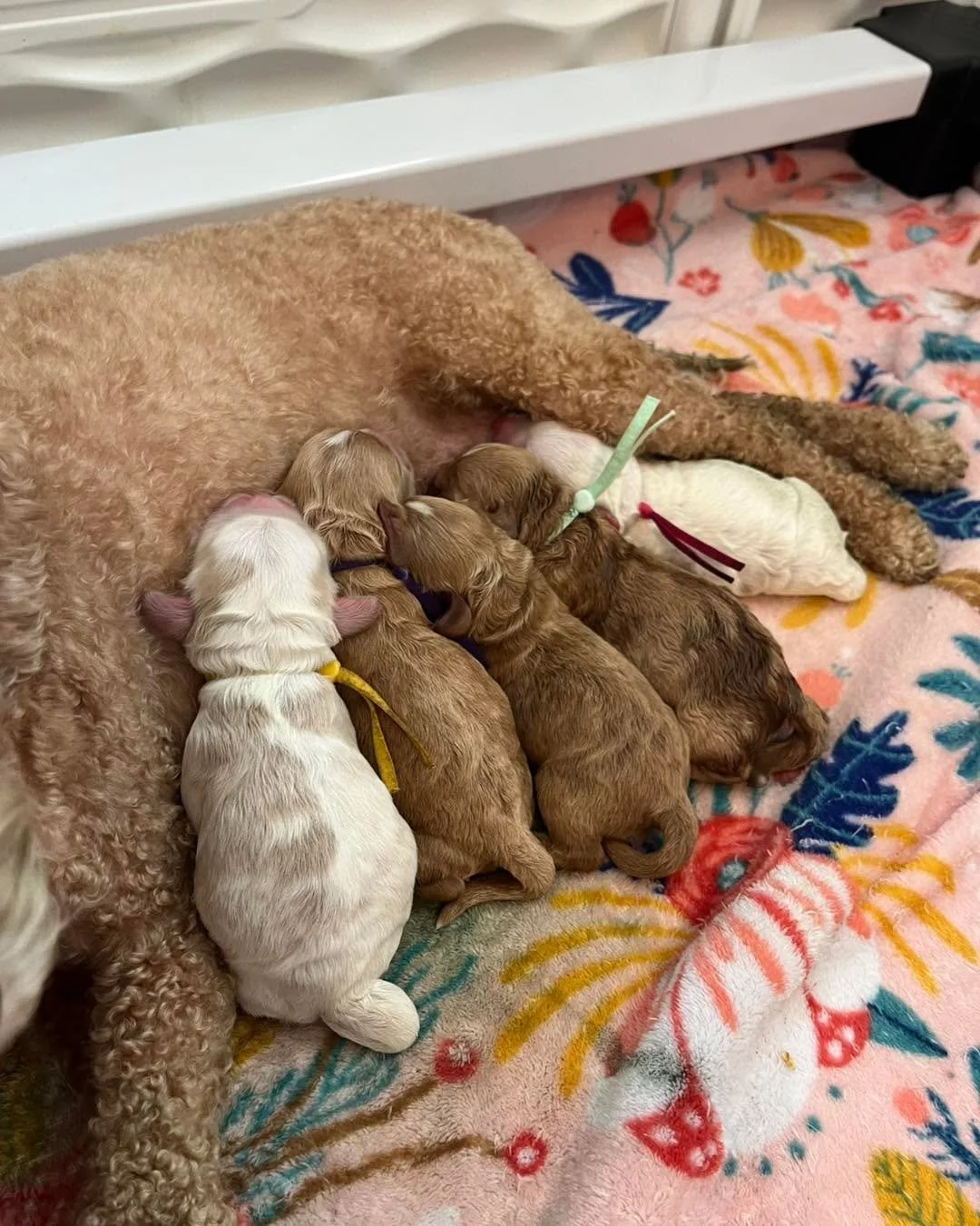 Phoenix and DJ’s litter has arrived! They were born on Thursday and everyone is growing. Momma is doing well and so excited to have puppies again. We can’t wait to see how cute these pups are with a Cocker Spaniel dad. We think they are g