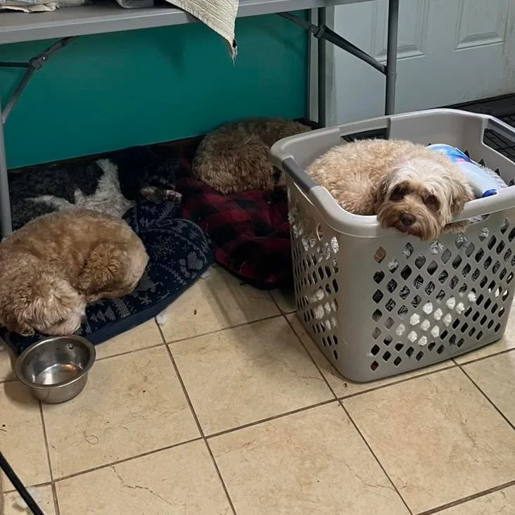 Sonnet’s inner Monologue: “Mom got everyone beds”
#dogstagram #cuteanimals #gooddogs #cutepuppypics #cockapoo #cockapoolife #cockapoocrazy #dogslife #cutepuppys #cutepuppy🐶 #puppygram #dogsofinstagram #cockapoopuppies #gooddoggo #