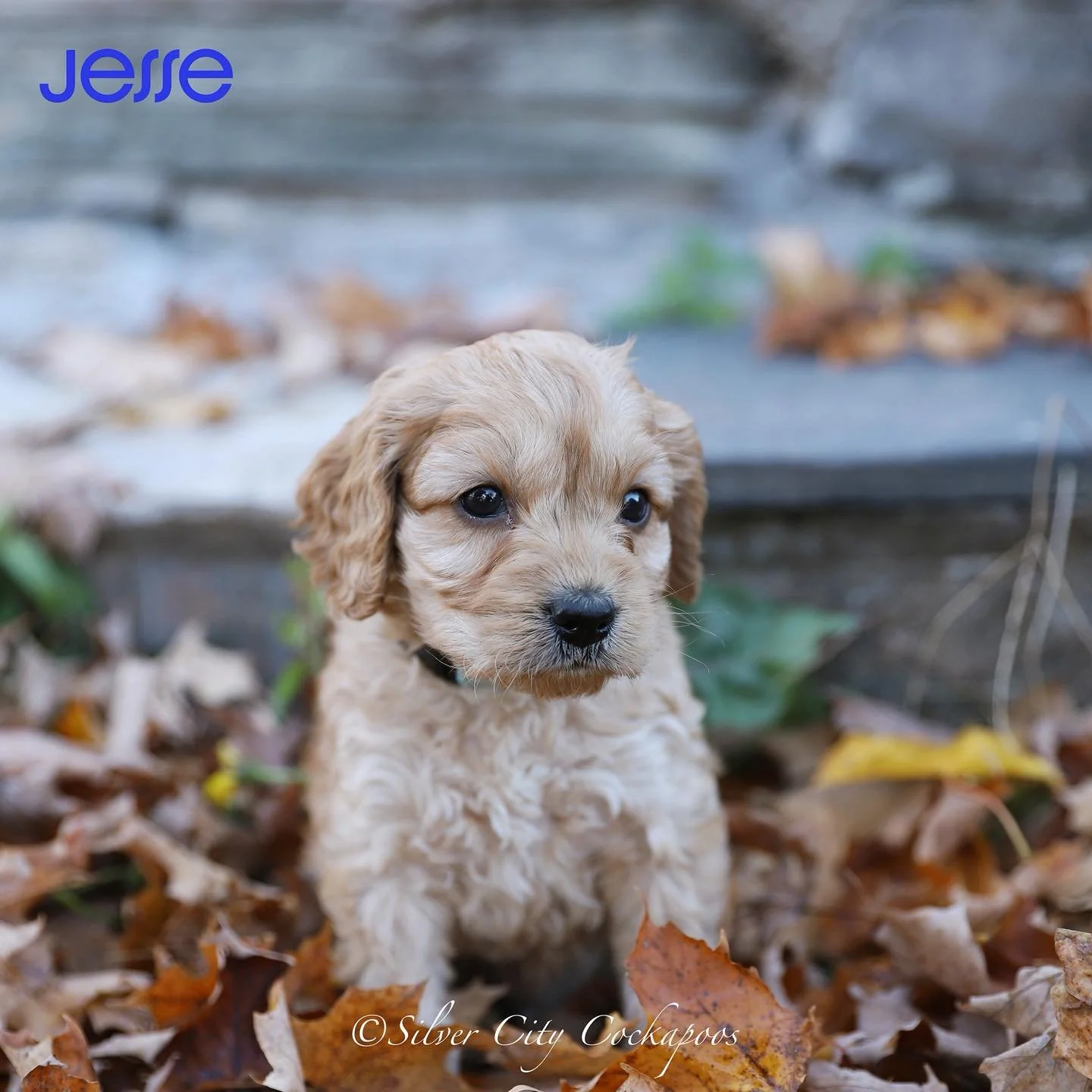 These Cockapoos are Pitch Perfect.
Started Puppy Food
Started Crate Training
Started Desensitization tonStranger
Favorite things to do
✅ Sleep
✅ Explore
✅ Wrestle Each Other
✅ Play with Toys
Ready for Forever Homes 🏠 in 4 weeks.
DM us for more inf