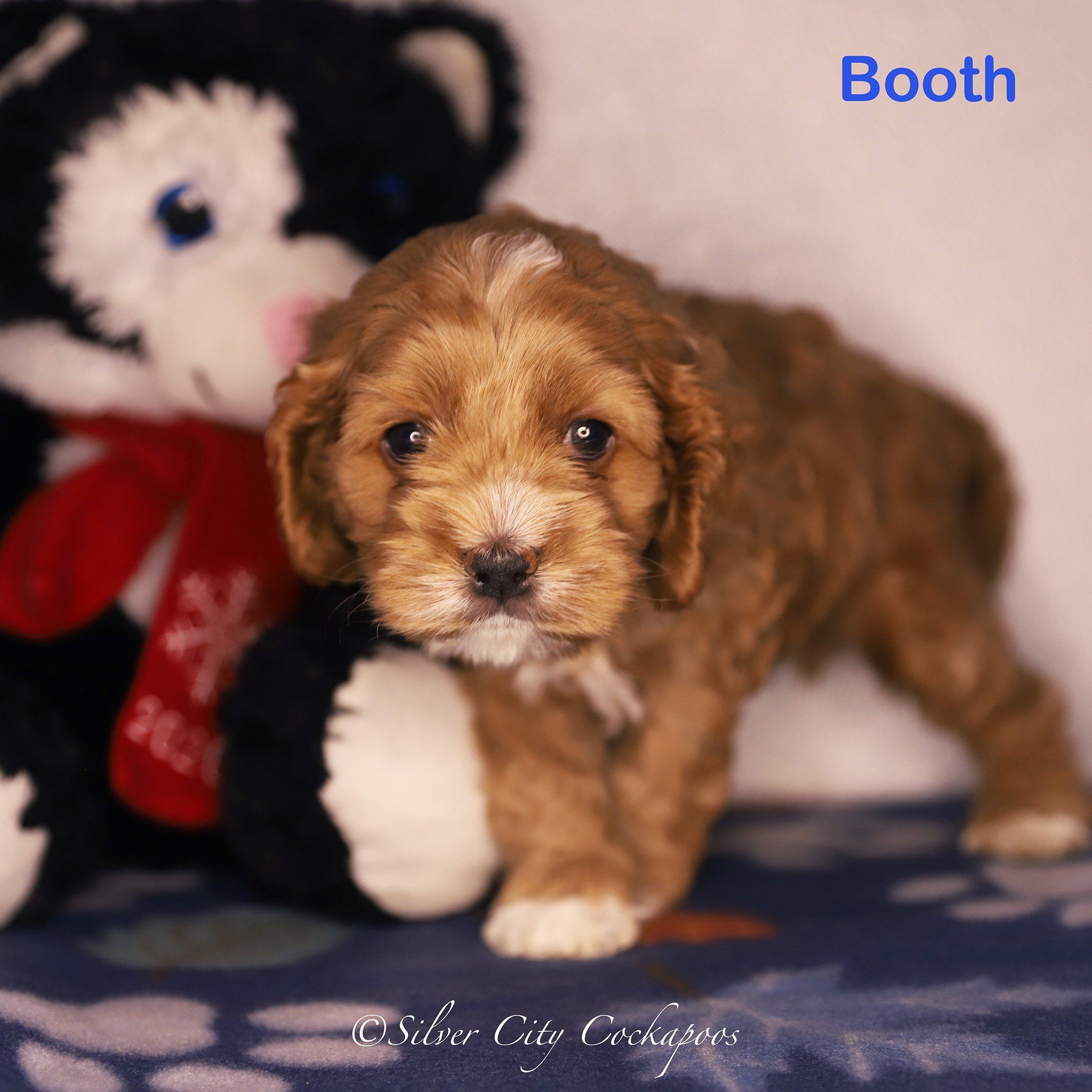 Phoenix Blue Boy 5W '25.jpg