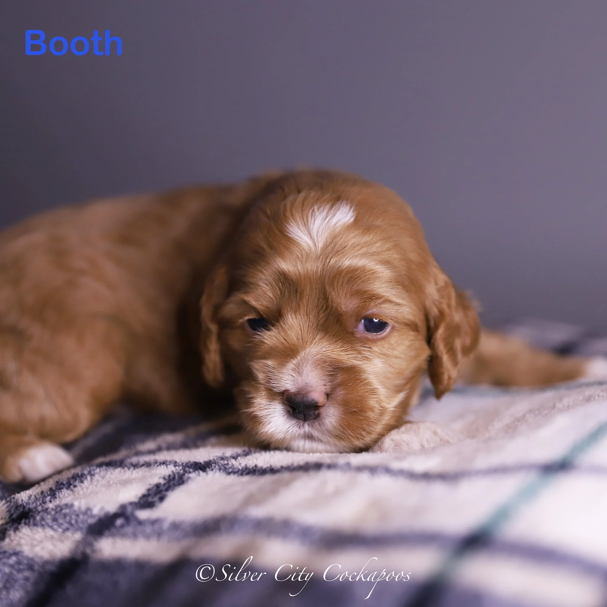 Phoenix Blue Boy 2W '25.jpg