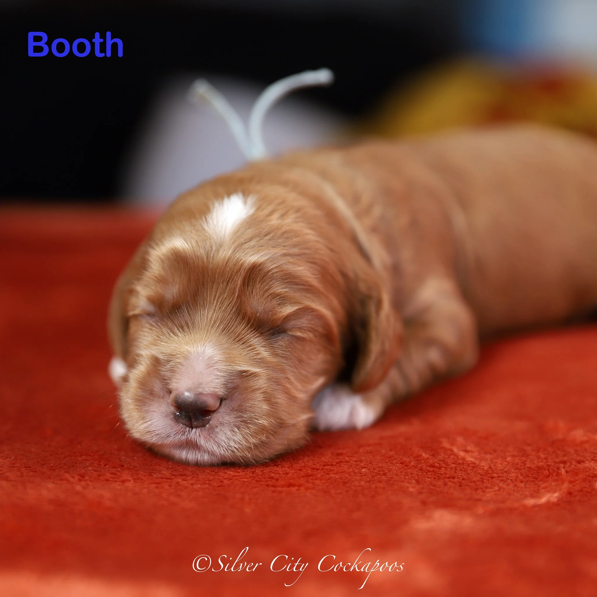 Phoenix Blue Boy 1W '25.jpg