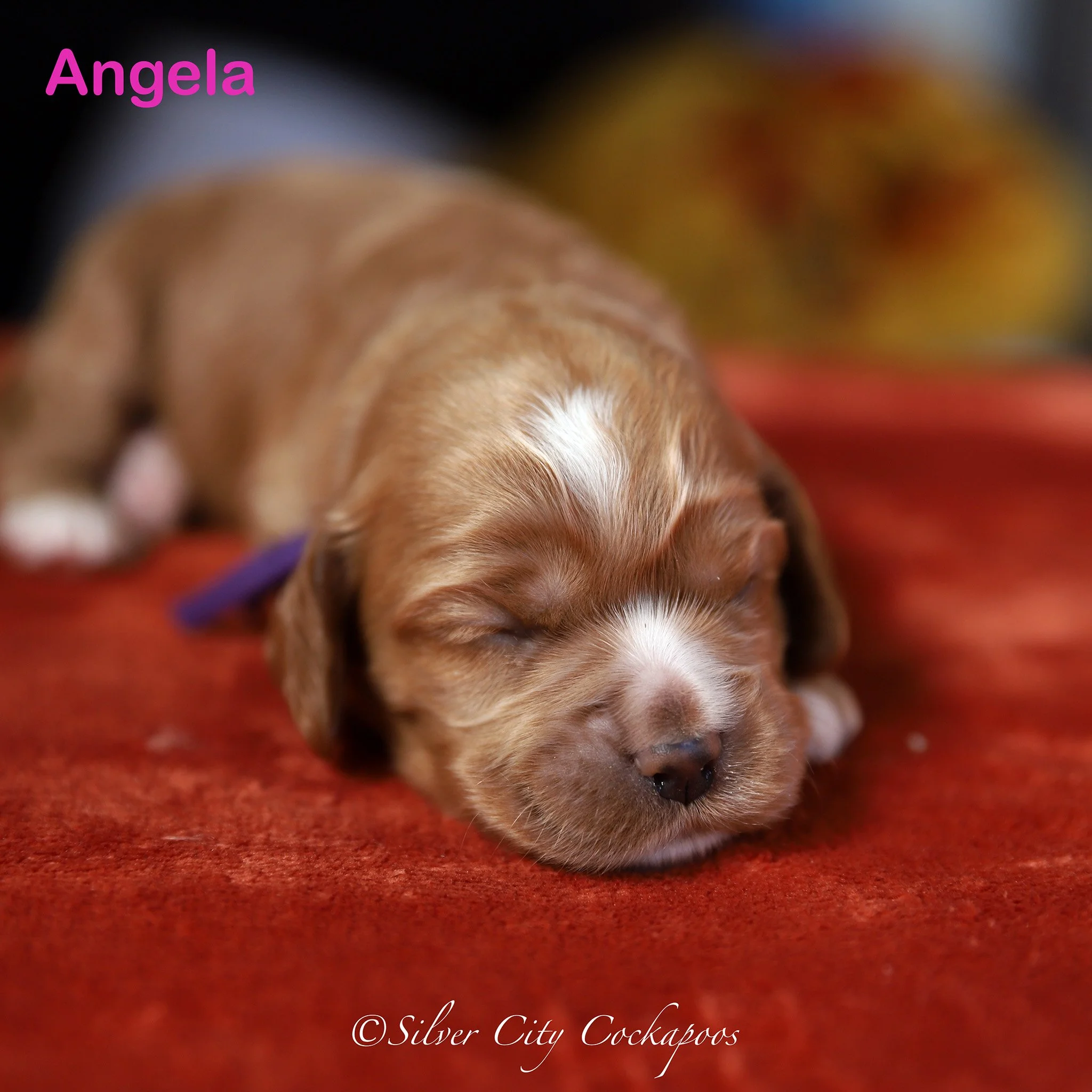 Phoenix Purple Girl 1W '25.jpg