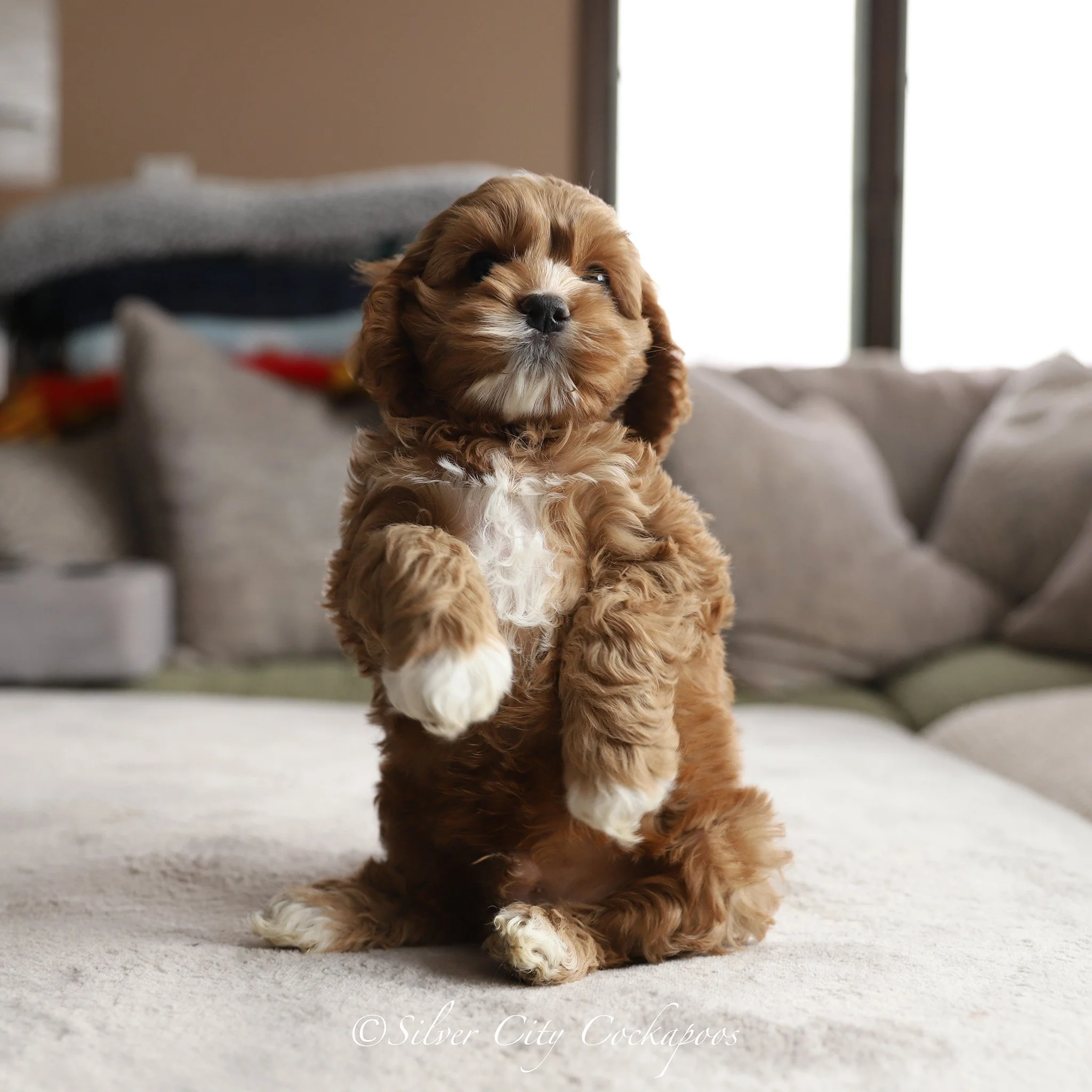 Phoenix Litter 6W (2).jpg