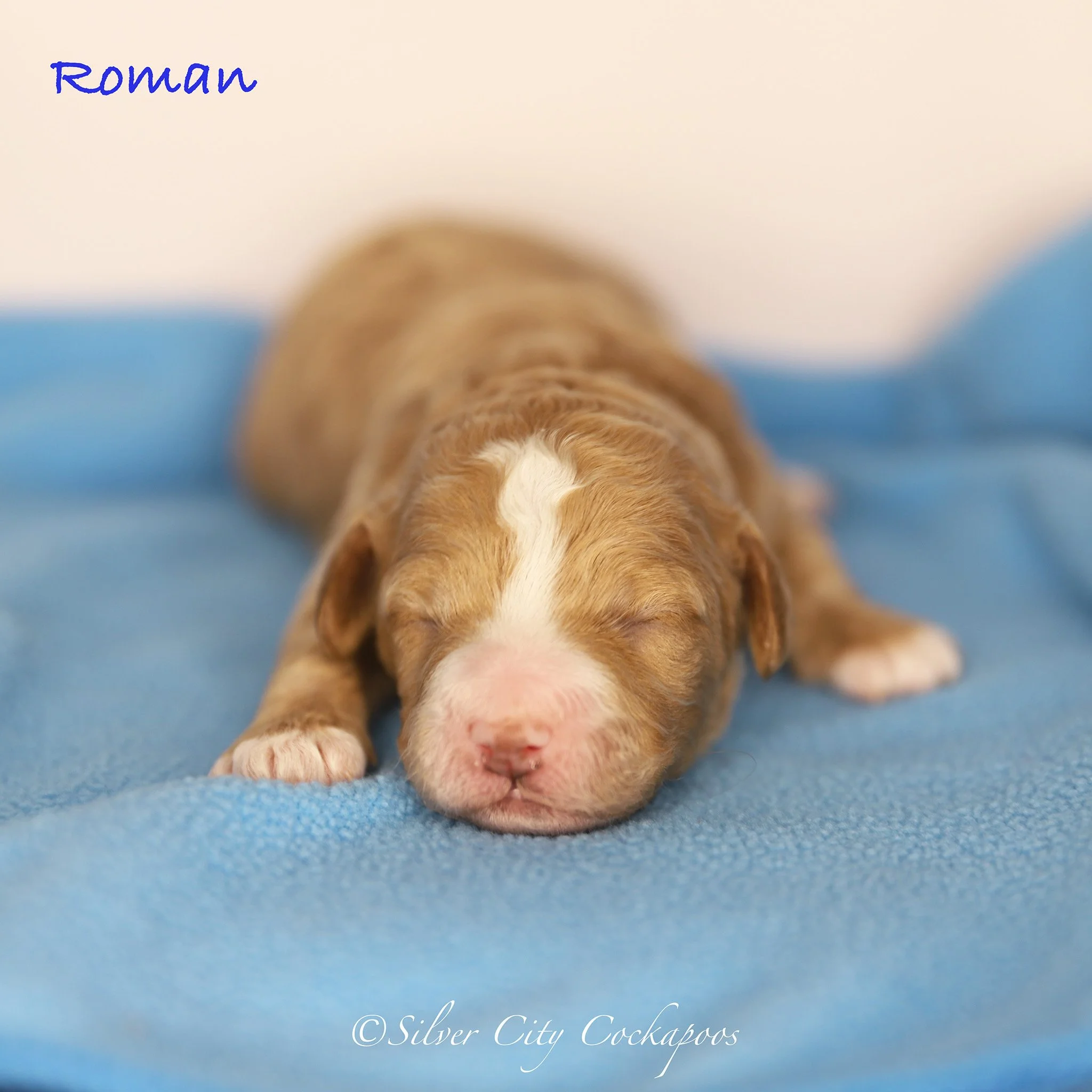 Gidgett Navy Boy 1W '26.jpeg