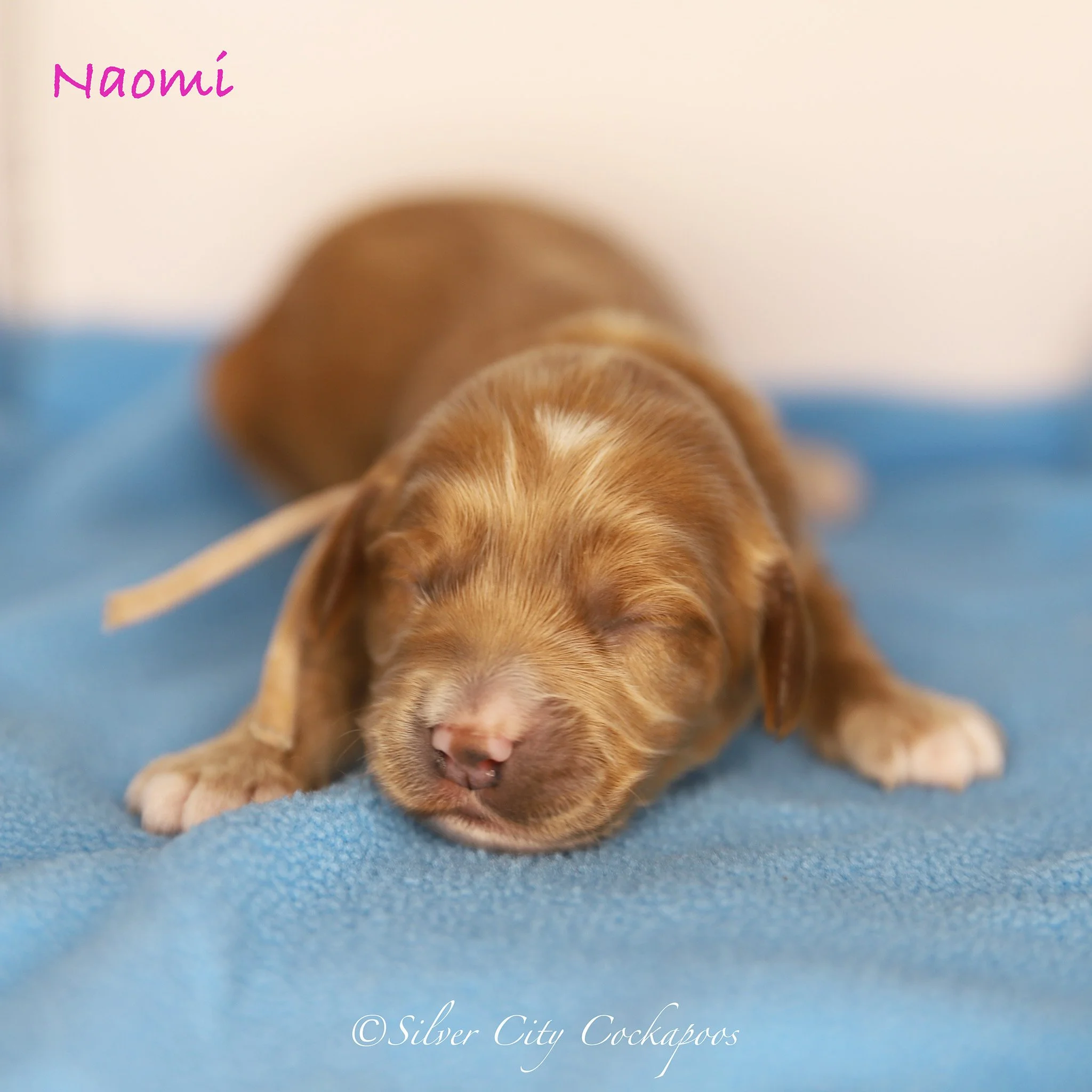 Gidgett Pink Girl 1W '26.jpeg