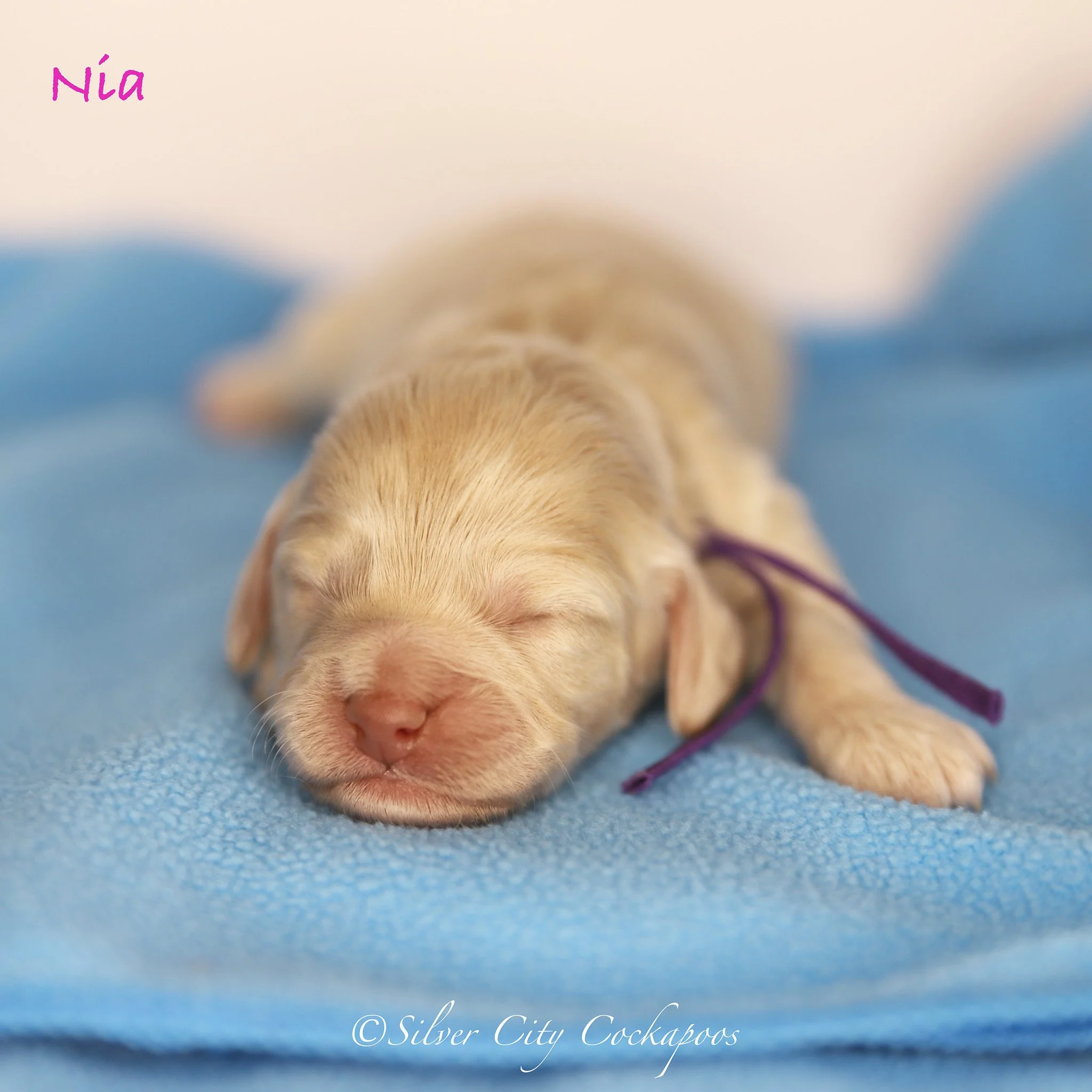 Gidgett Purple Girl 1W '26.jpeg