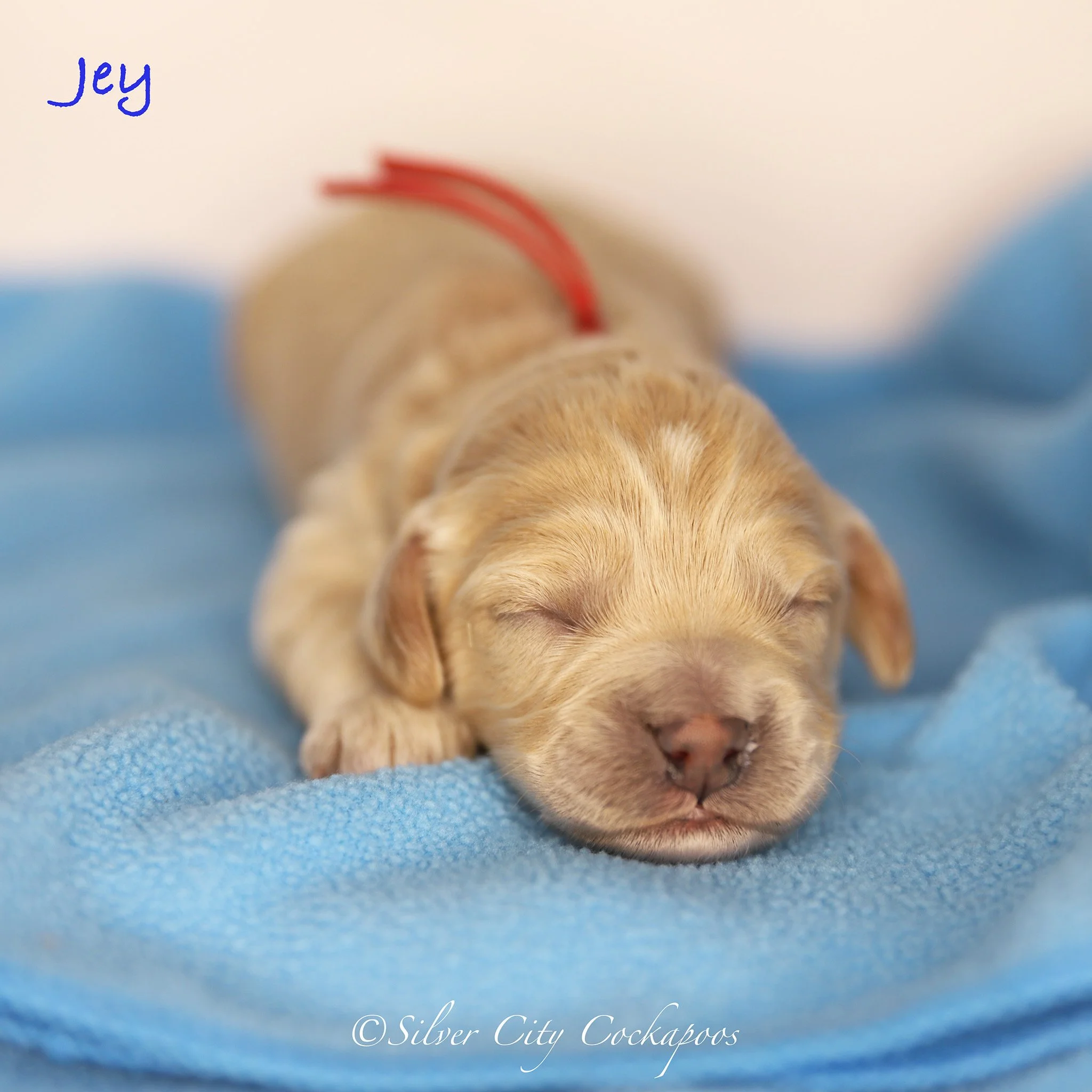 Gidgett Red Boy 1W '26.jpeg