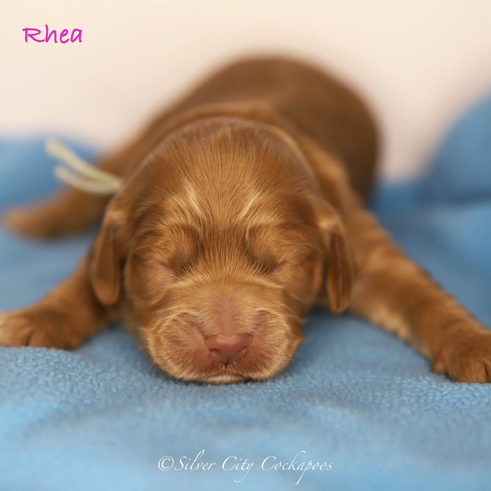 Gidgett Green Girl 1W '26.jpeg