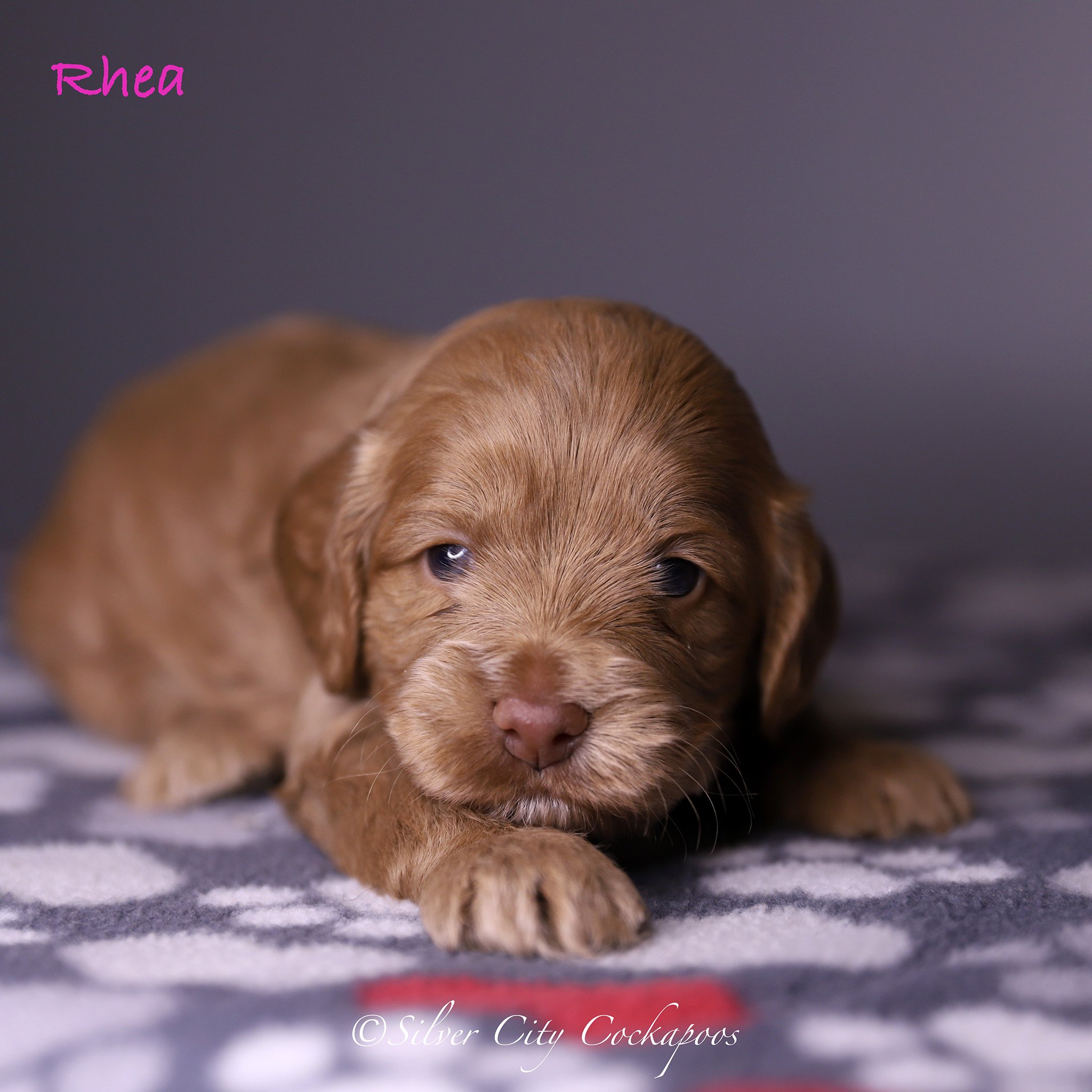 Gidgett Green Girl 3W '26.jpg