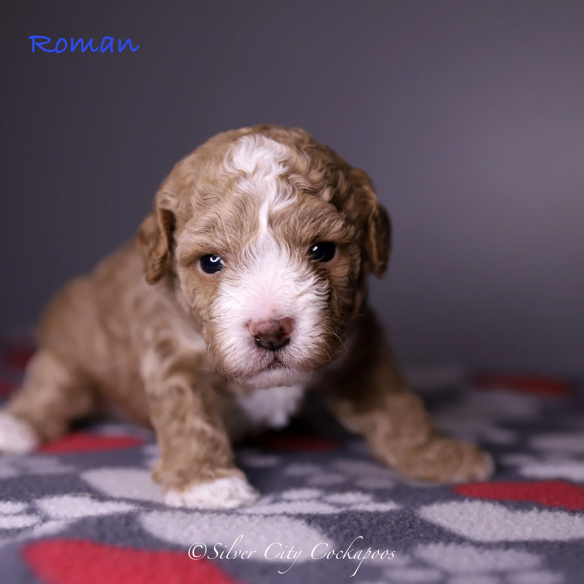 Gidgett Navy Boy 3W '26.jpg