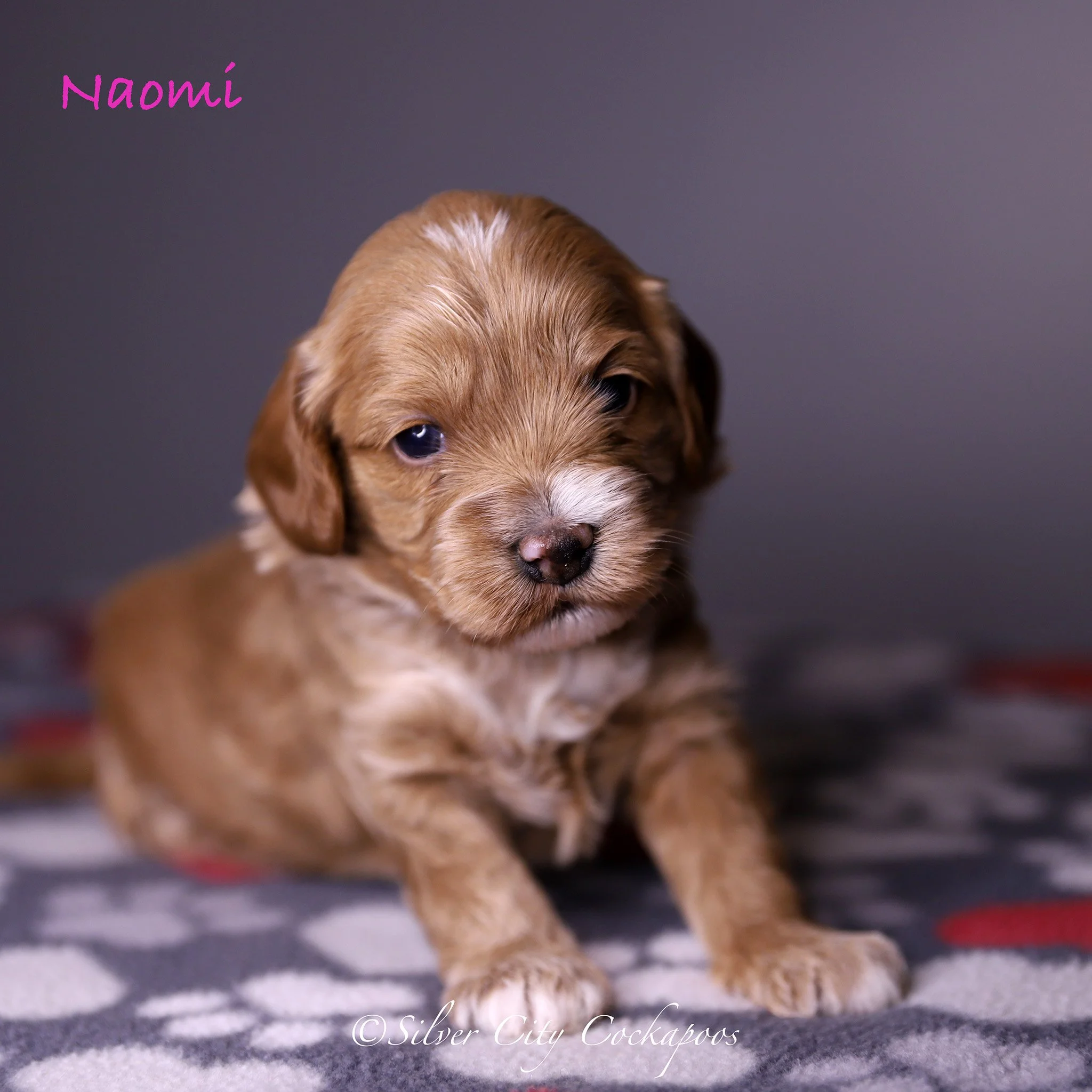 Gidgett Pink Girl 3W '26.jpg