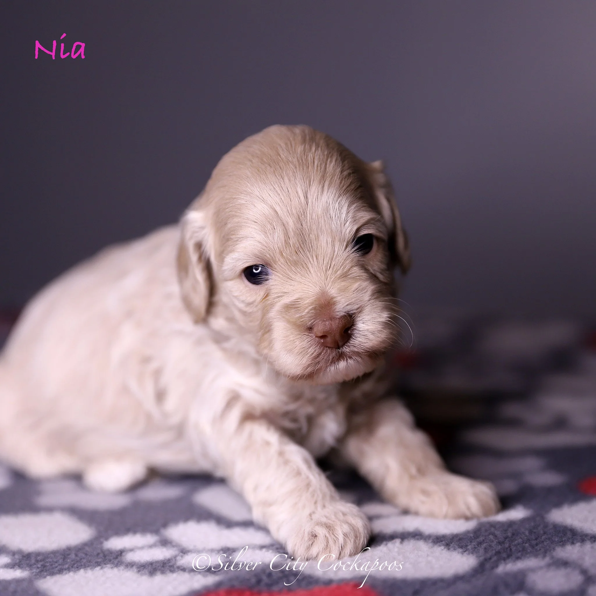 Gidgett Purple Girl 3W '26.jpg