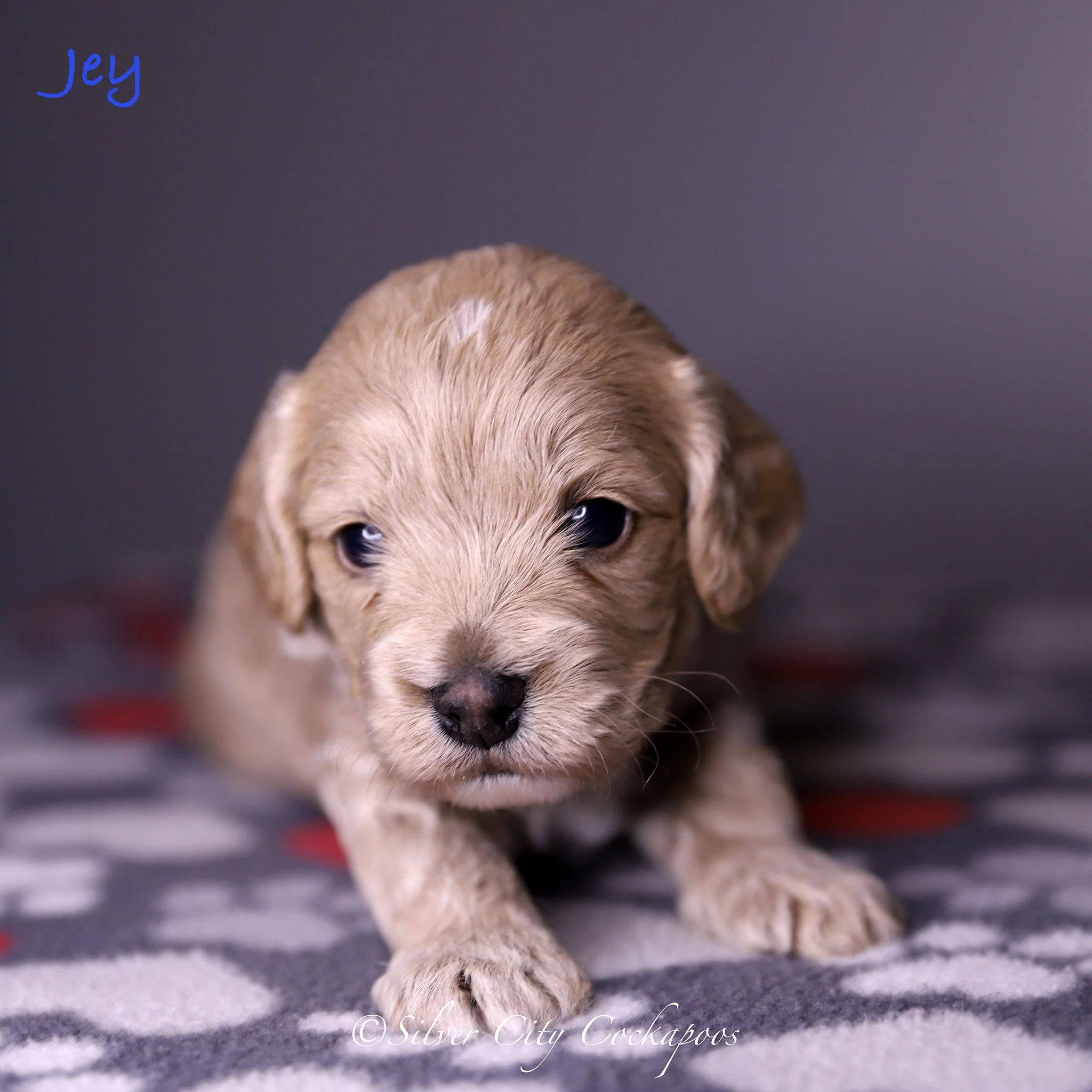 Gidgett Red Boy 3W '26.jpg