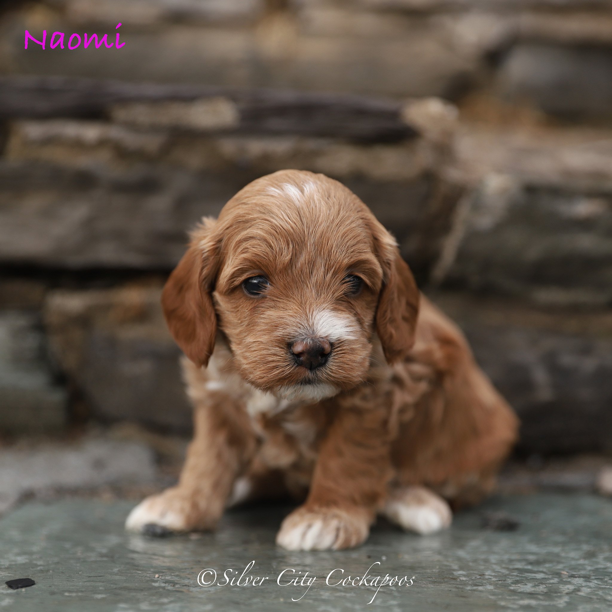 Gidgett Pink Girl 4W '26.jpg