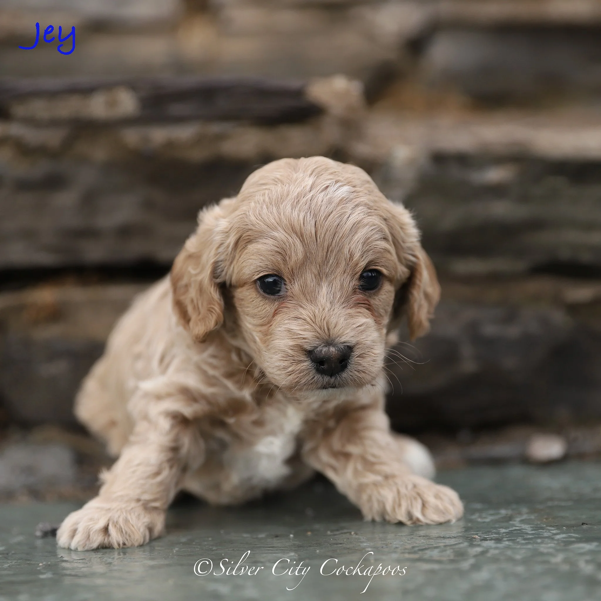 Gidgett Red Boy 4W '26.jpg