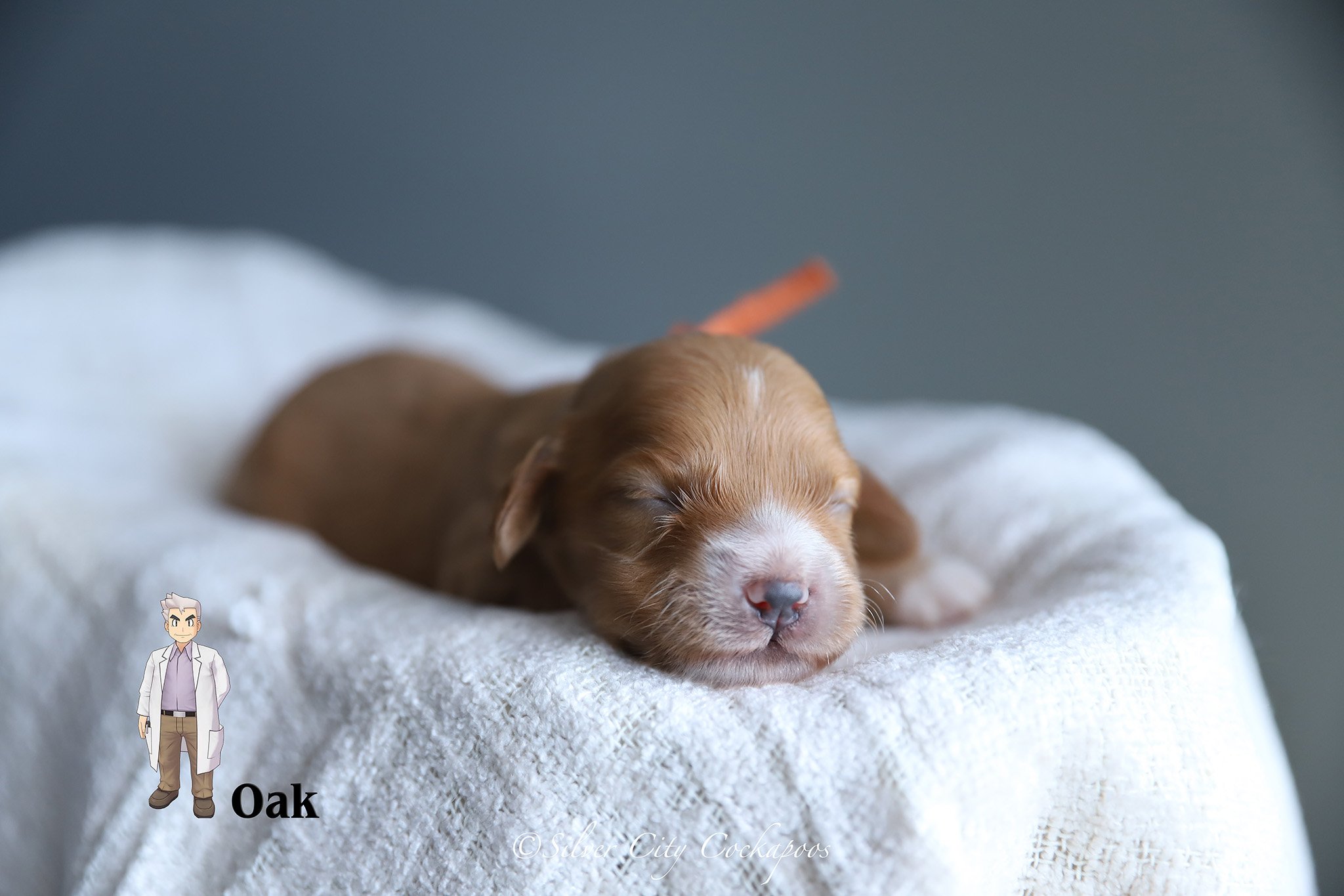 Eevee Orange Boy 1W '26.jpg
