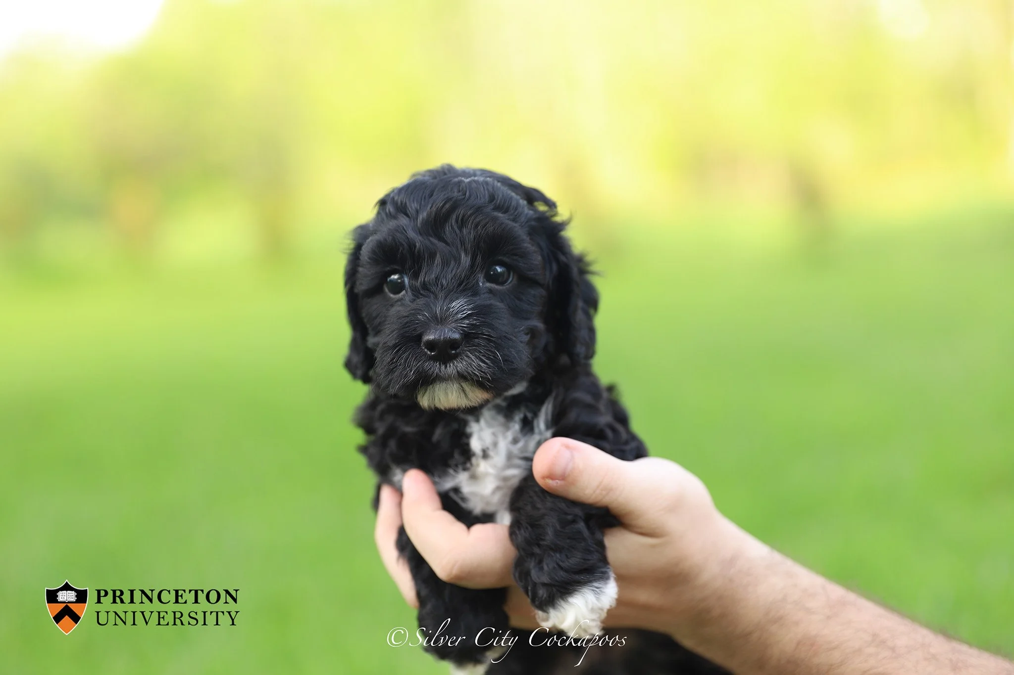 Epsilon Gray Boy 5W '26.jpg