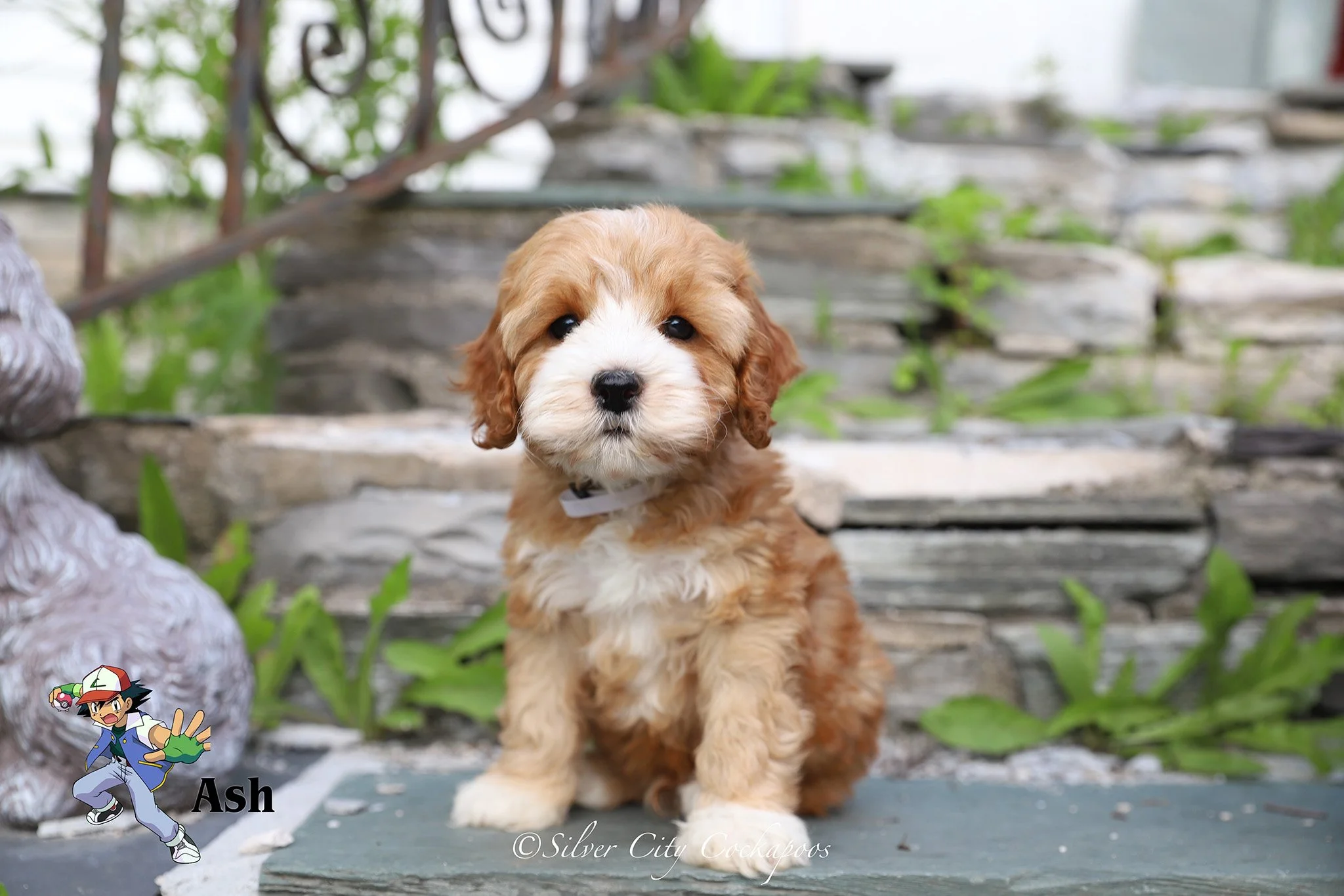 Eevee White Boy 7W '26.jpg
