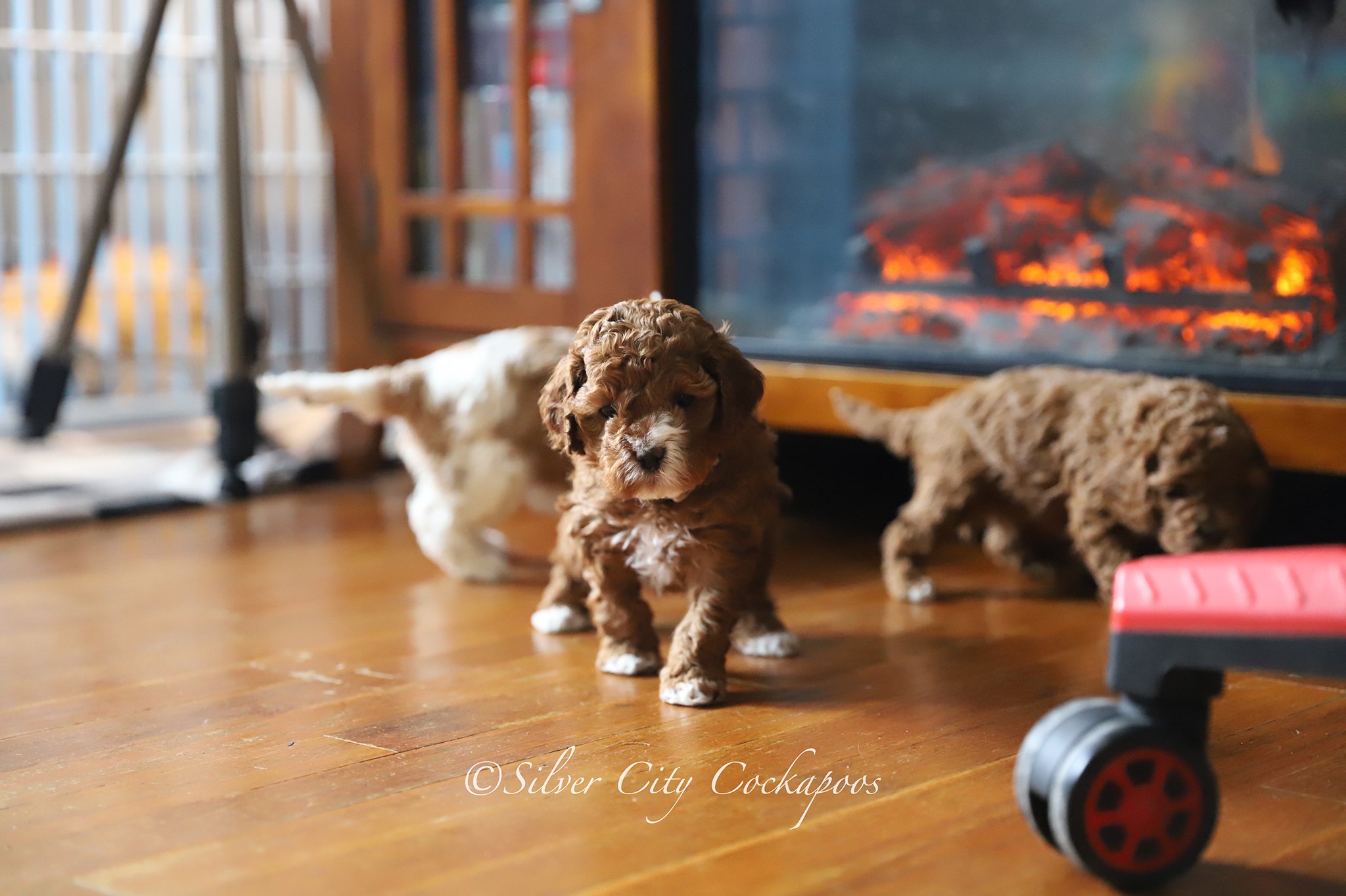 Growing Up Silver — Silver City Cockapoos