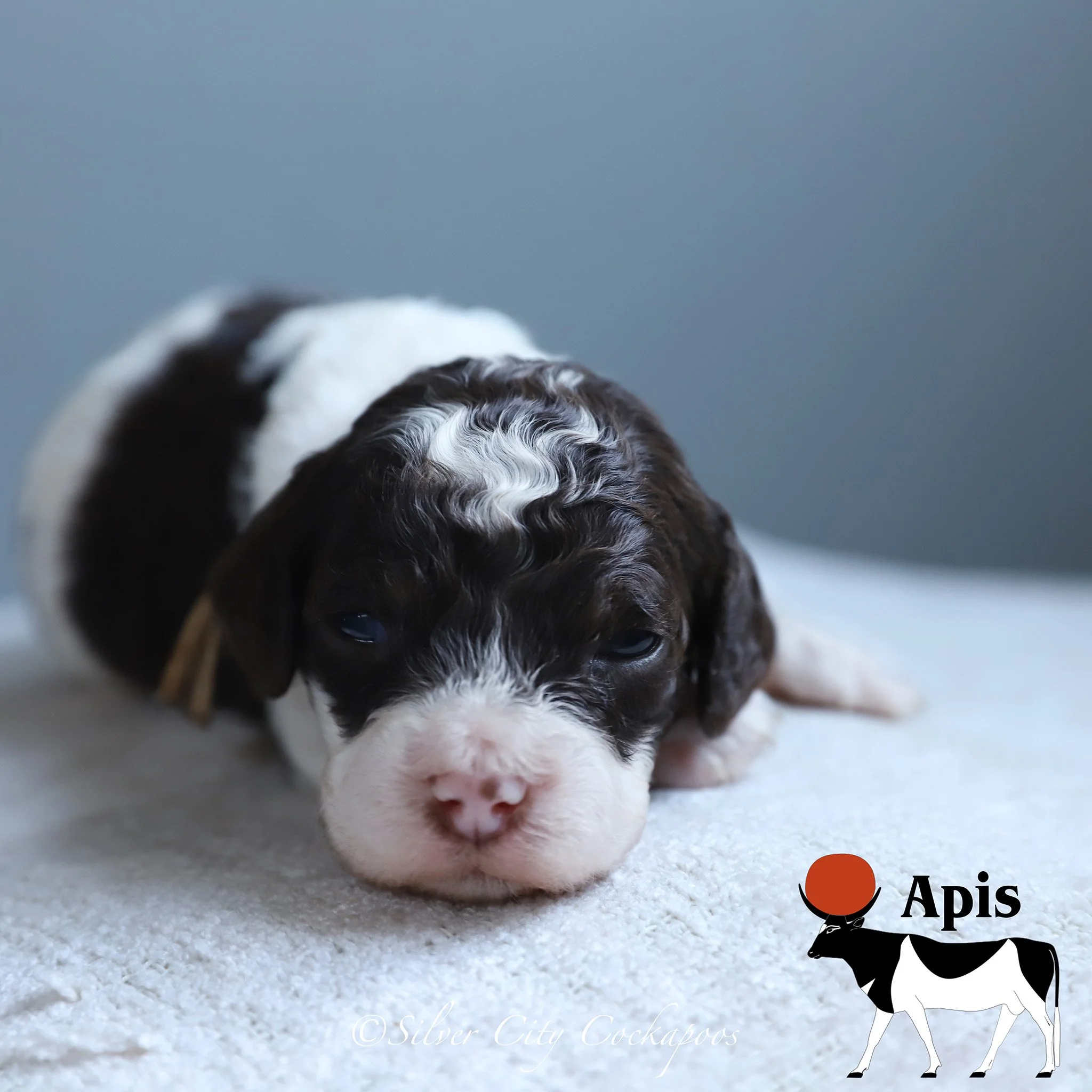 Chocolate Tri Male